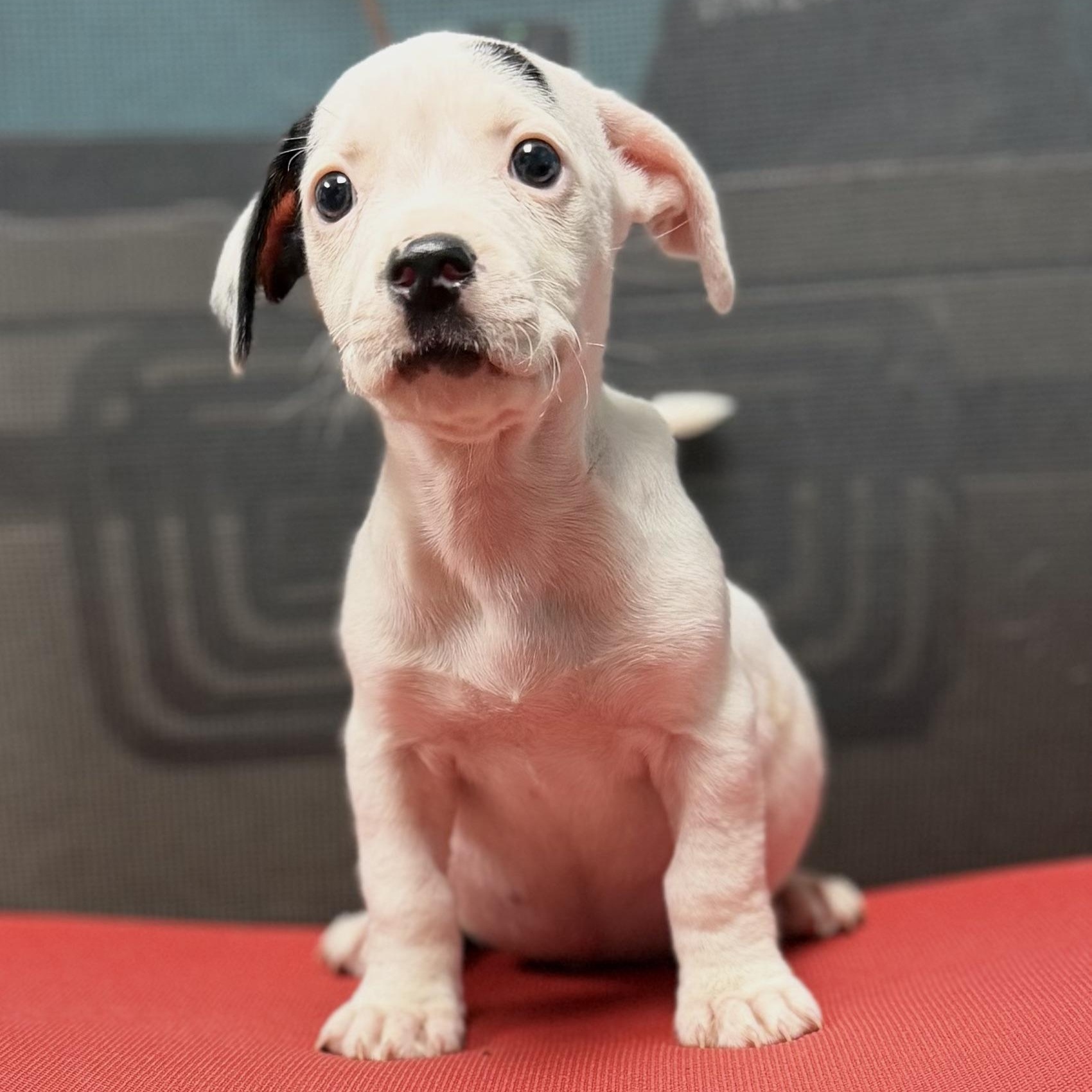COLE - ARRIVING IN MAINE JULY 18TH, adopted, Puppy Male Mixed Breed.