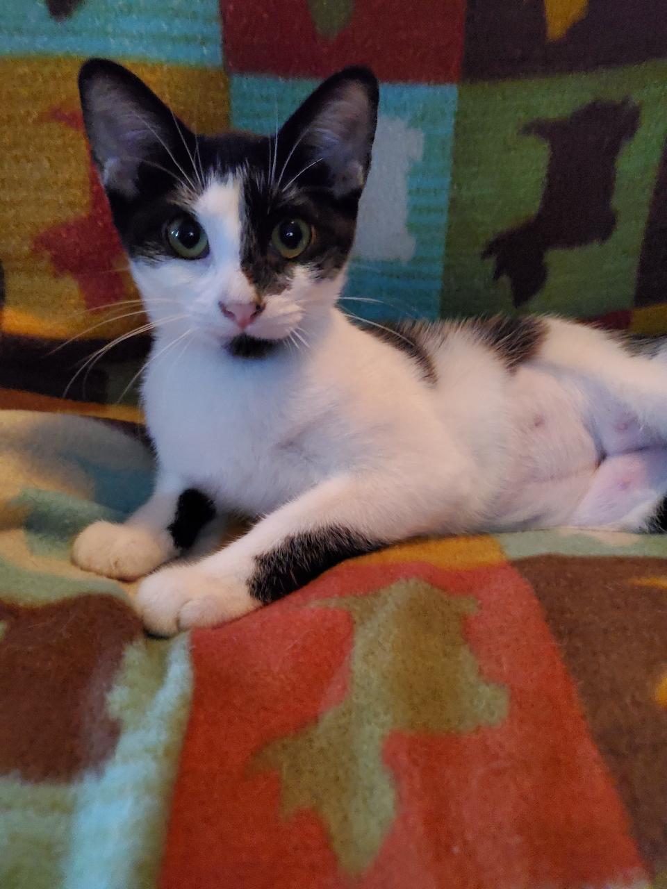 Inkblot - Riley Fuzzel Petsmart