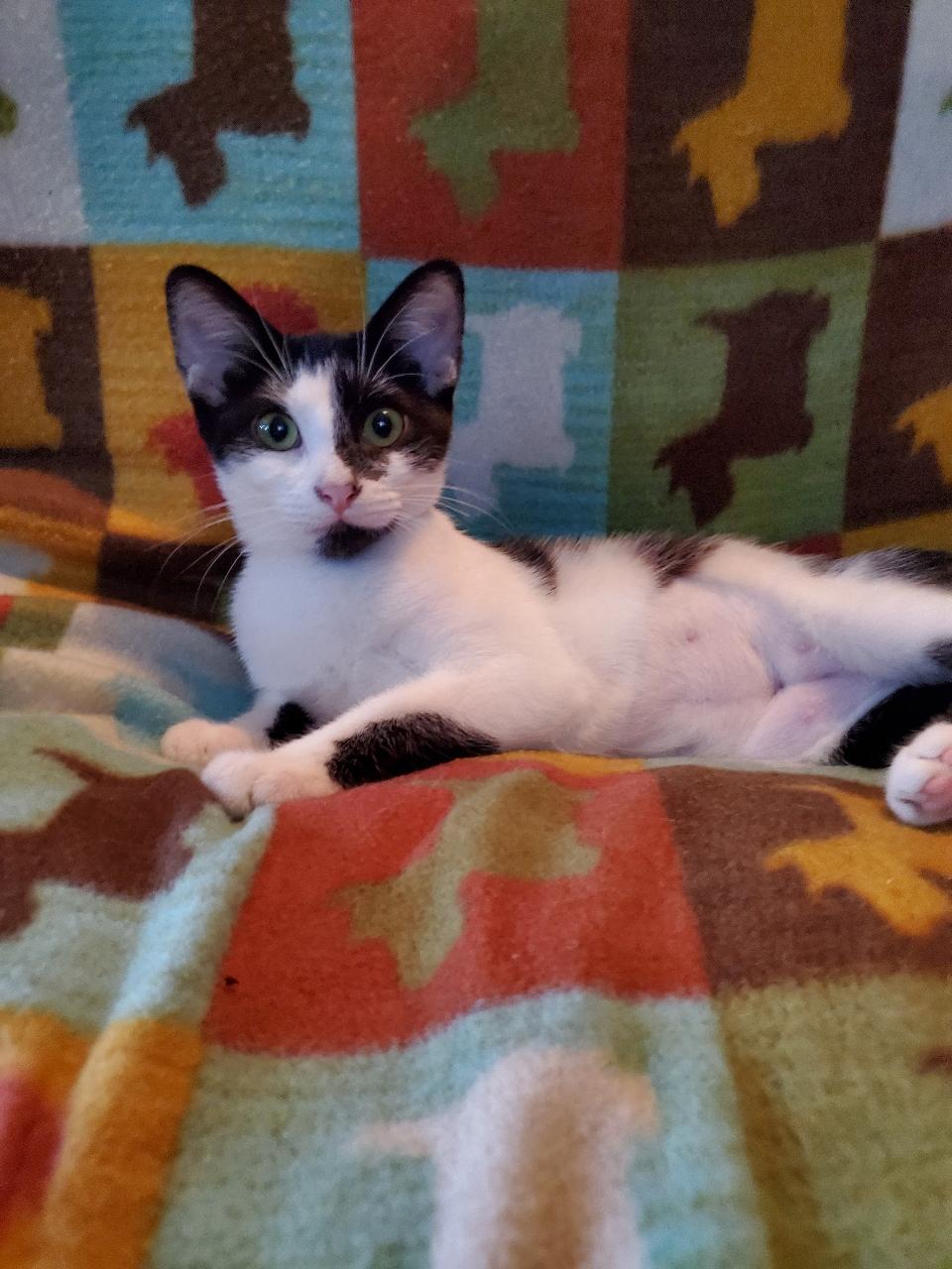 Inkblot - Riley Fuzzel Petsmart