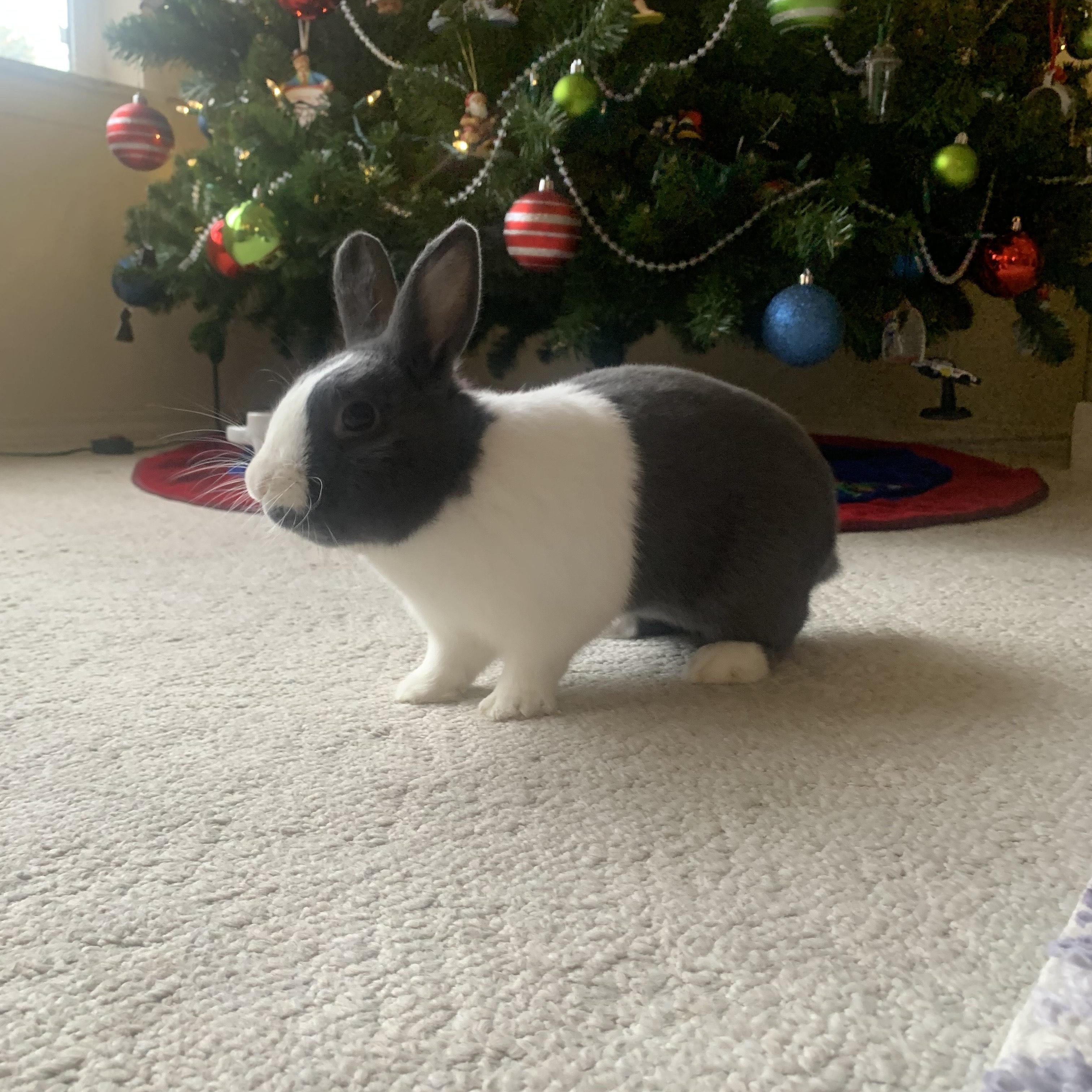 Enlarge Louis, a ADOPTABLE Dutch in Carnation, WA image 2/2