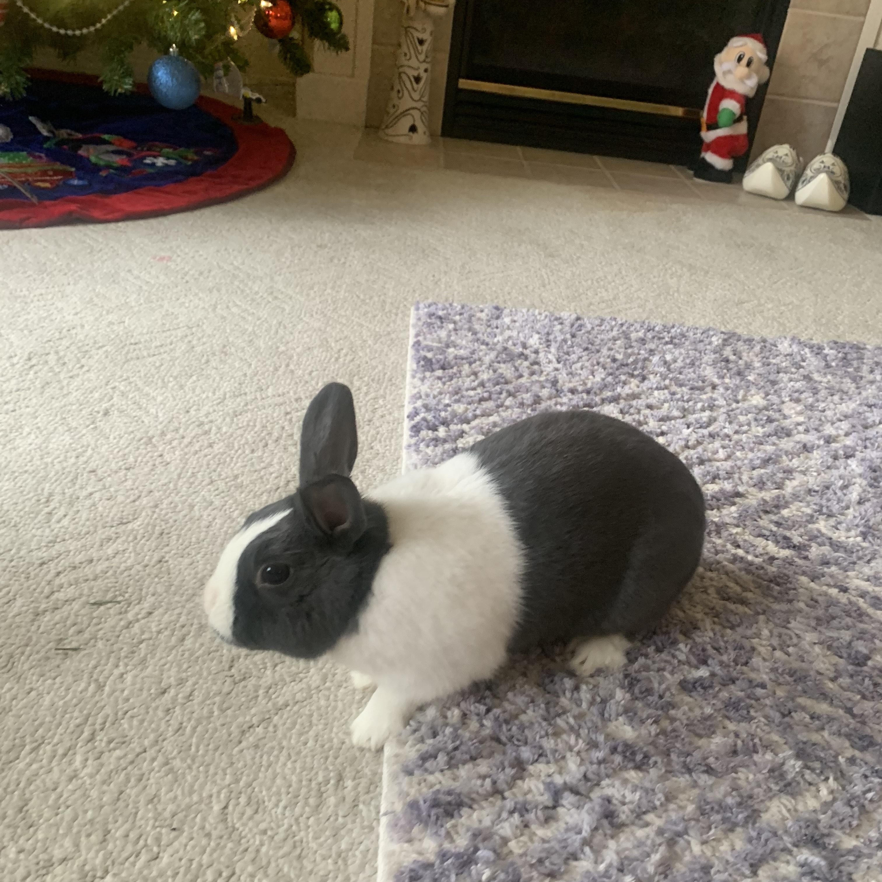 Louis, ADOPTABLE, Adult Male Dutch.