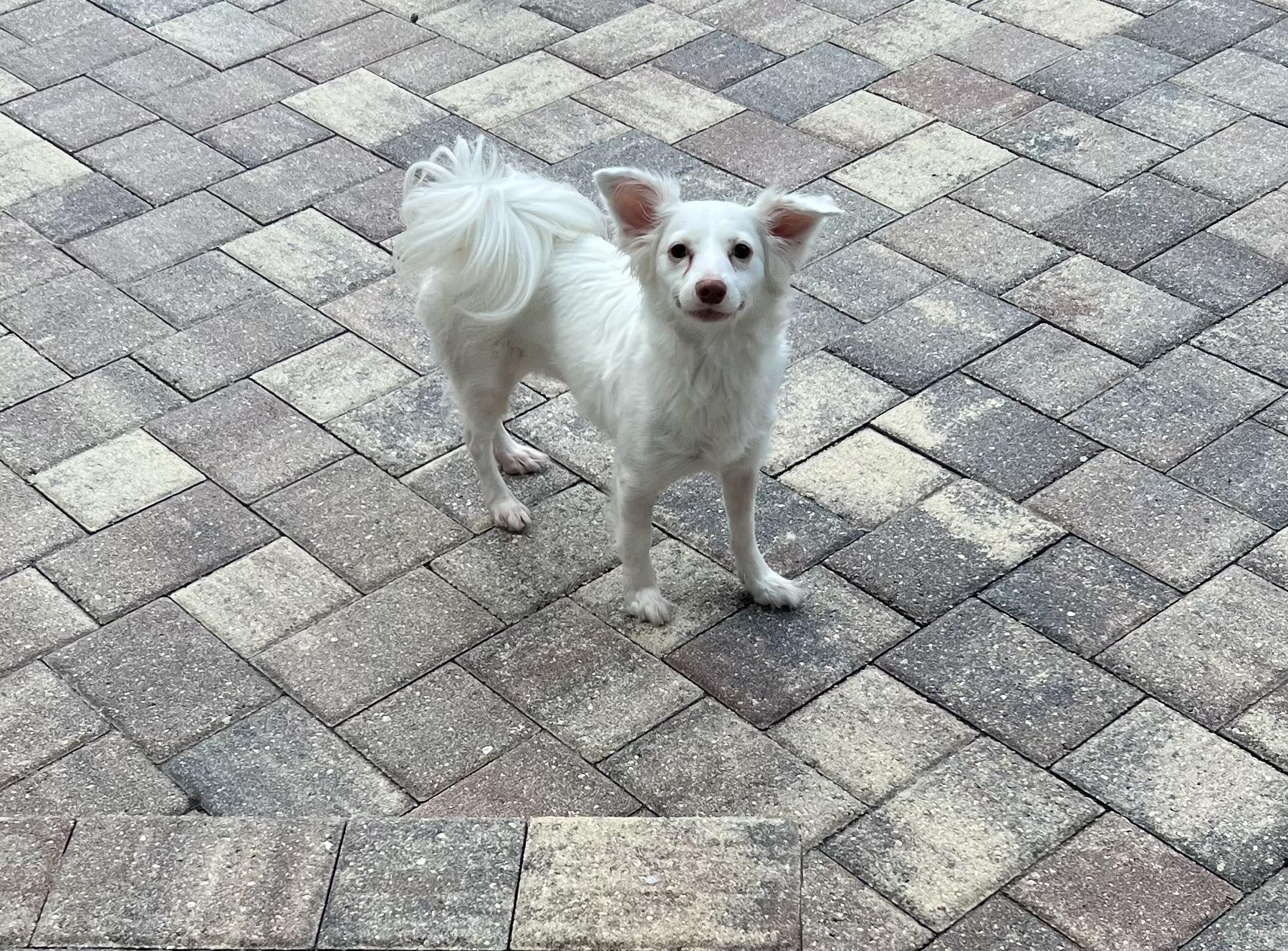 Enlarge Abby, a Adopted mixed breed in Wesley Chapel, FL image 2/5