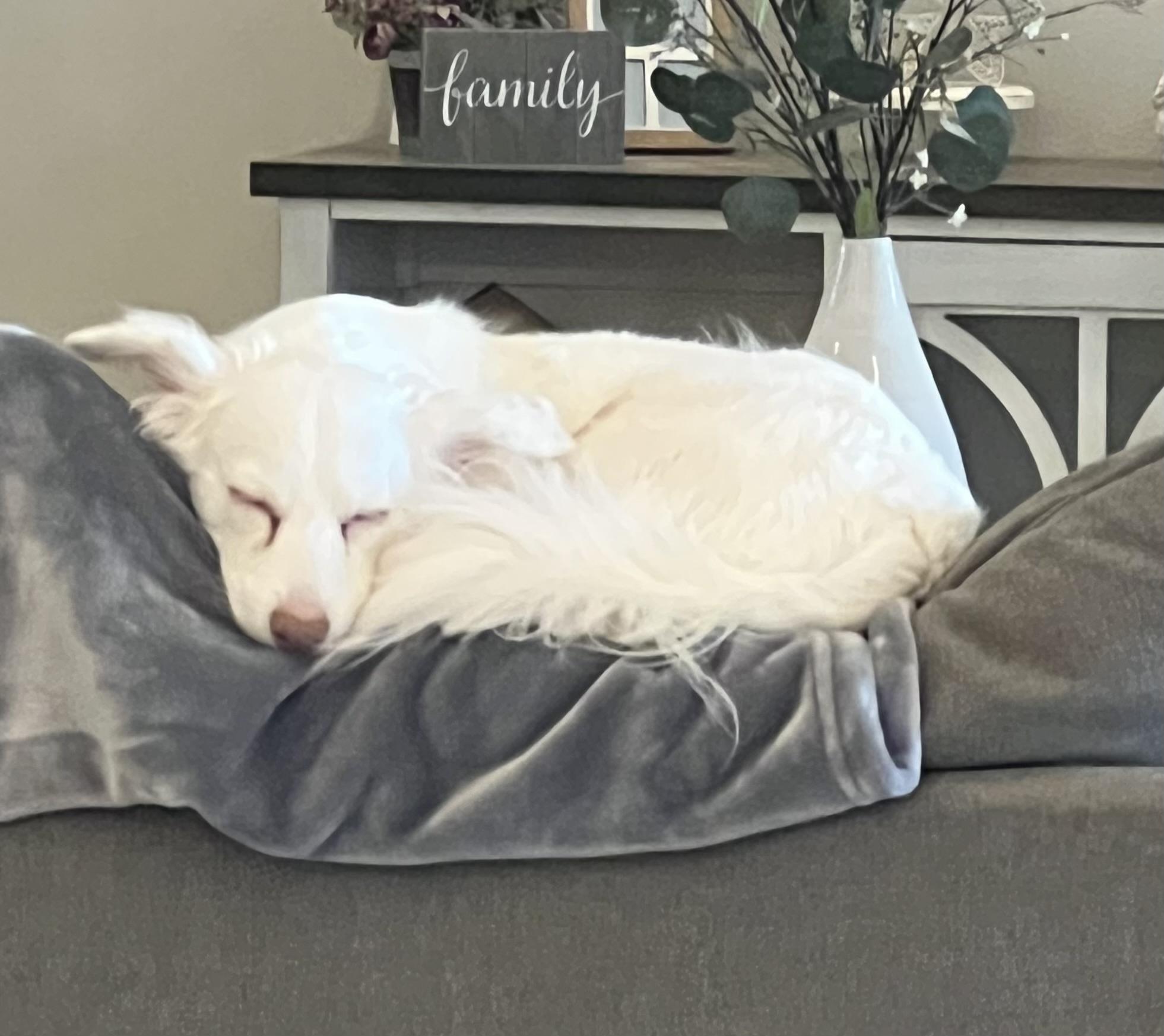 Abby, Adopted, Adult Female Pomeranian & Chihuahua.