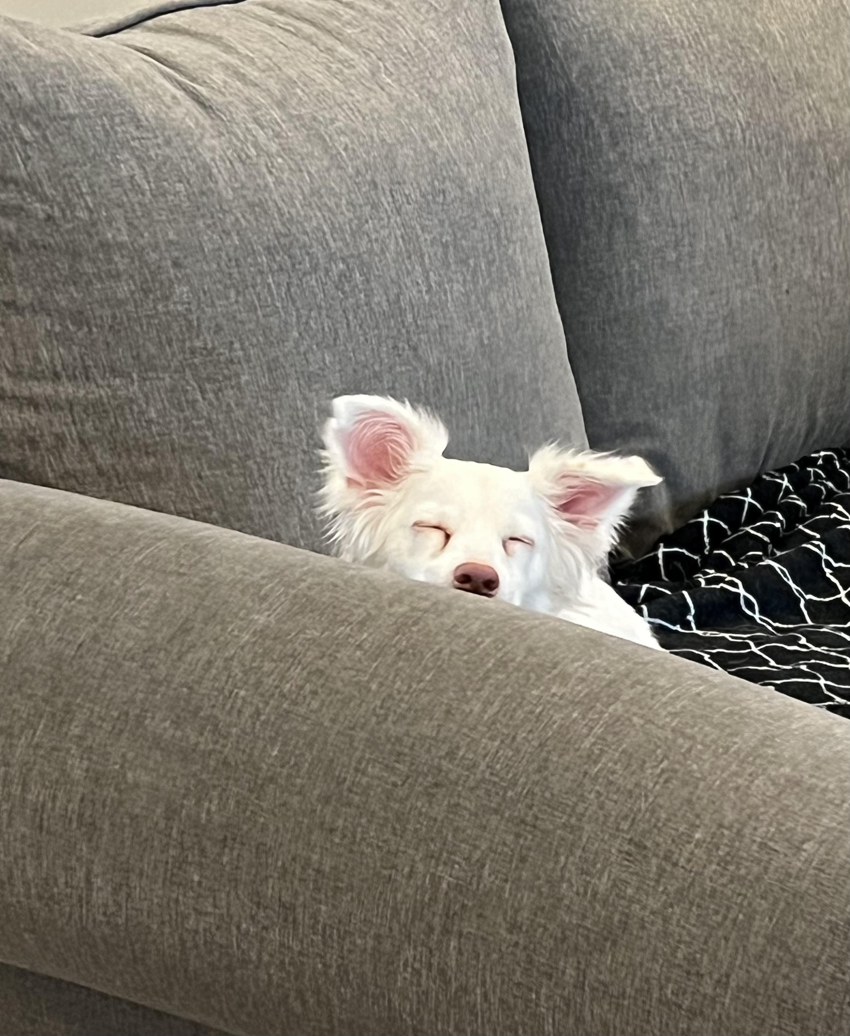 Enlarge Abby, a Adopted mixed breed in Wesley Chapel, FL image 3/5