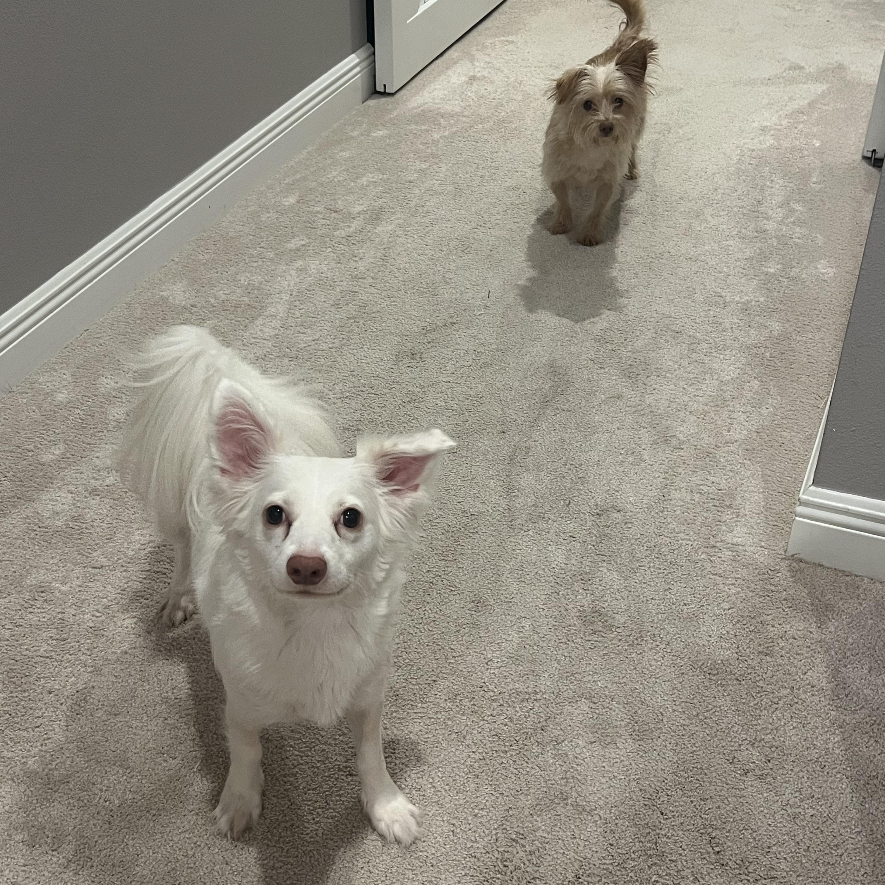 Enlarge Abby, a Adopted mixed breed in Wesley Chapel, FL image 4/5