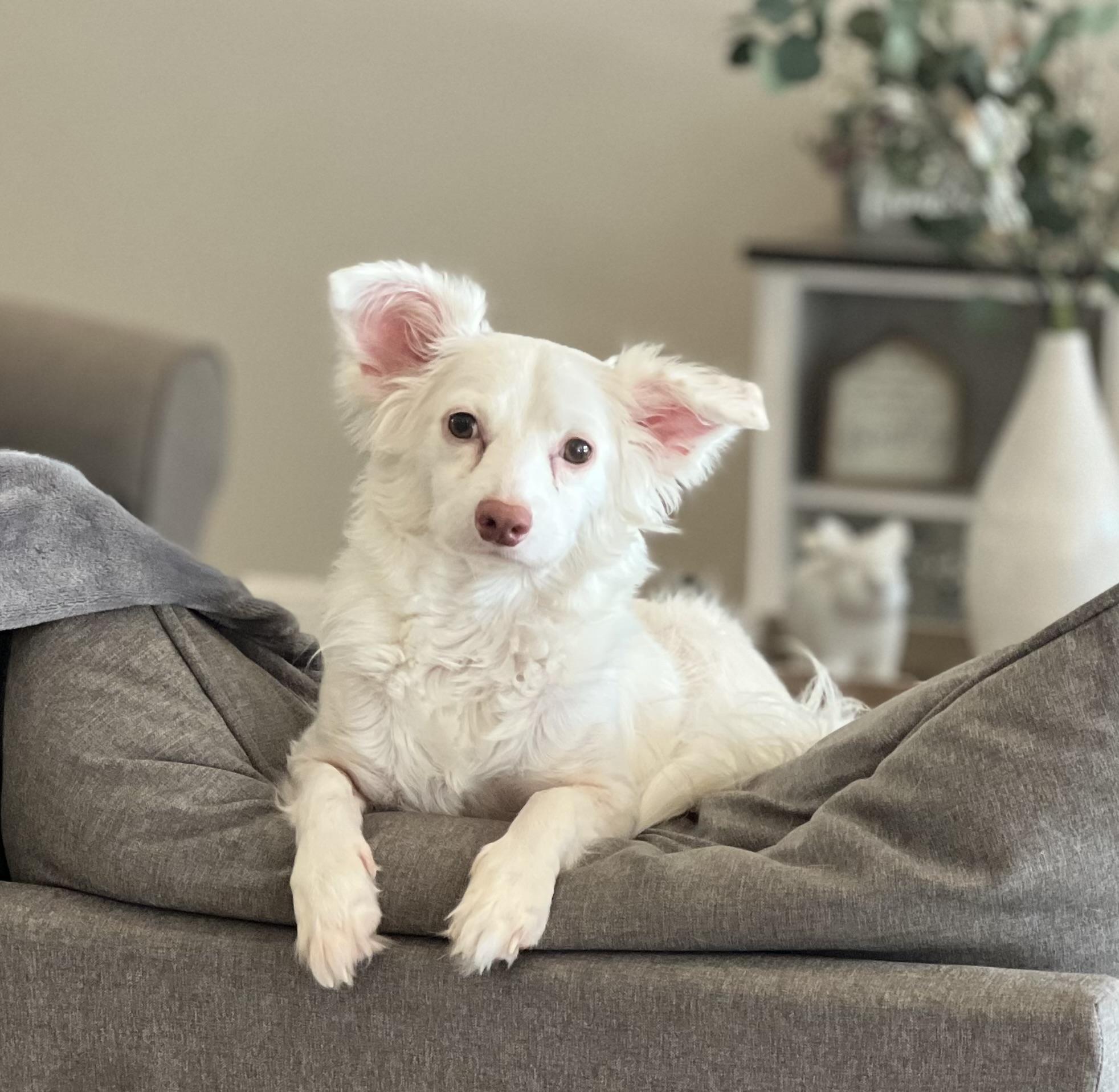Abby, Adopted, Adult Female Pomeranian & Chihuahua.