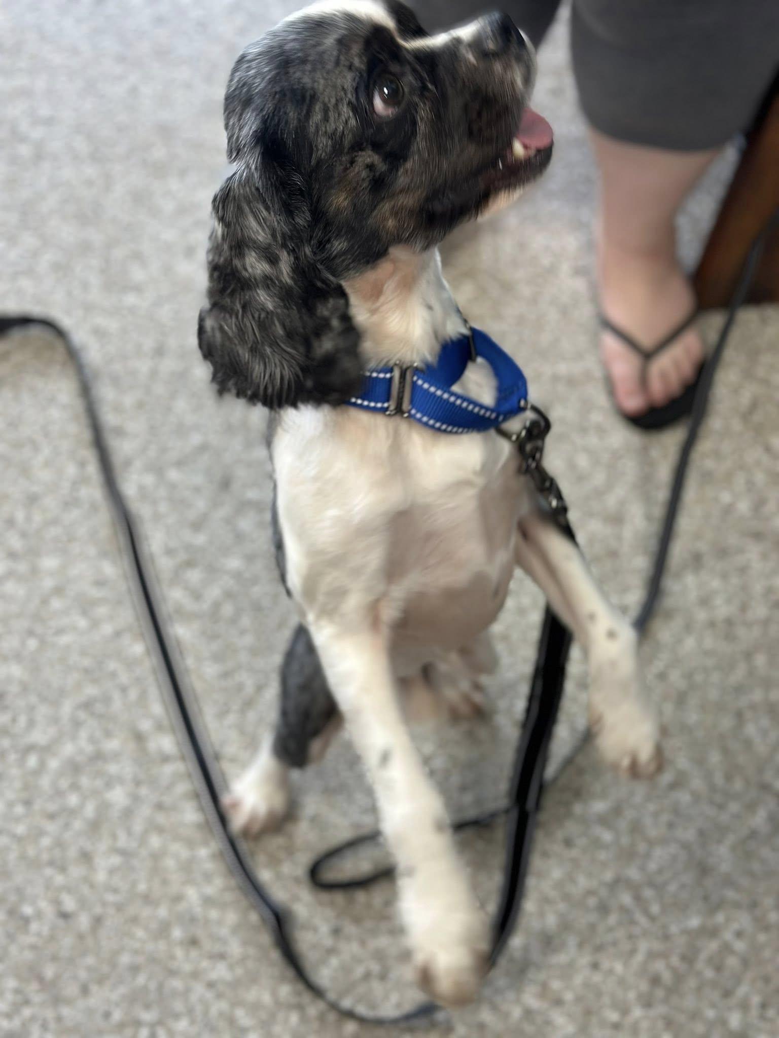 Chance, Senior Male unknown