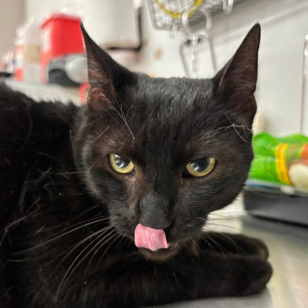 TanTan, Adoptable, Adult Male Domestic Short Hair.