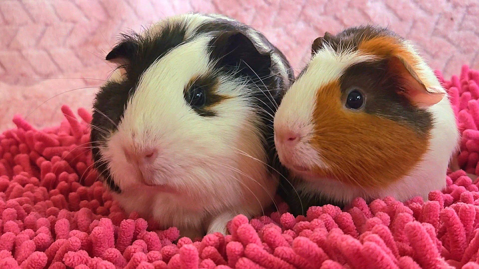 Enlarge Mindy & Tuti, a Adopted Guinea Pig in Seal beach, CA image 2/3