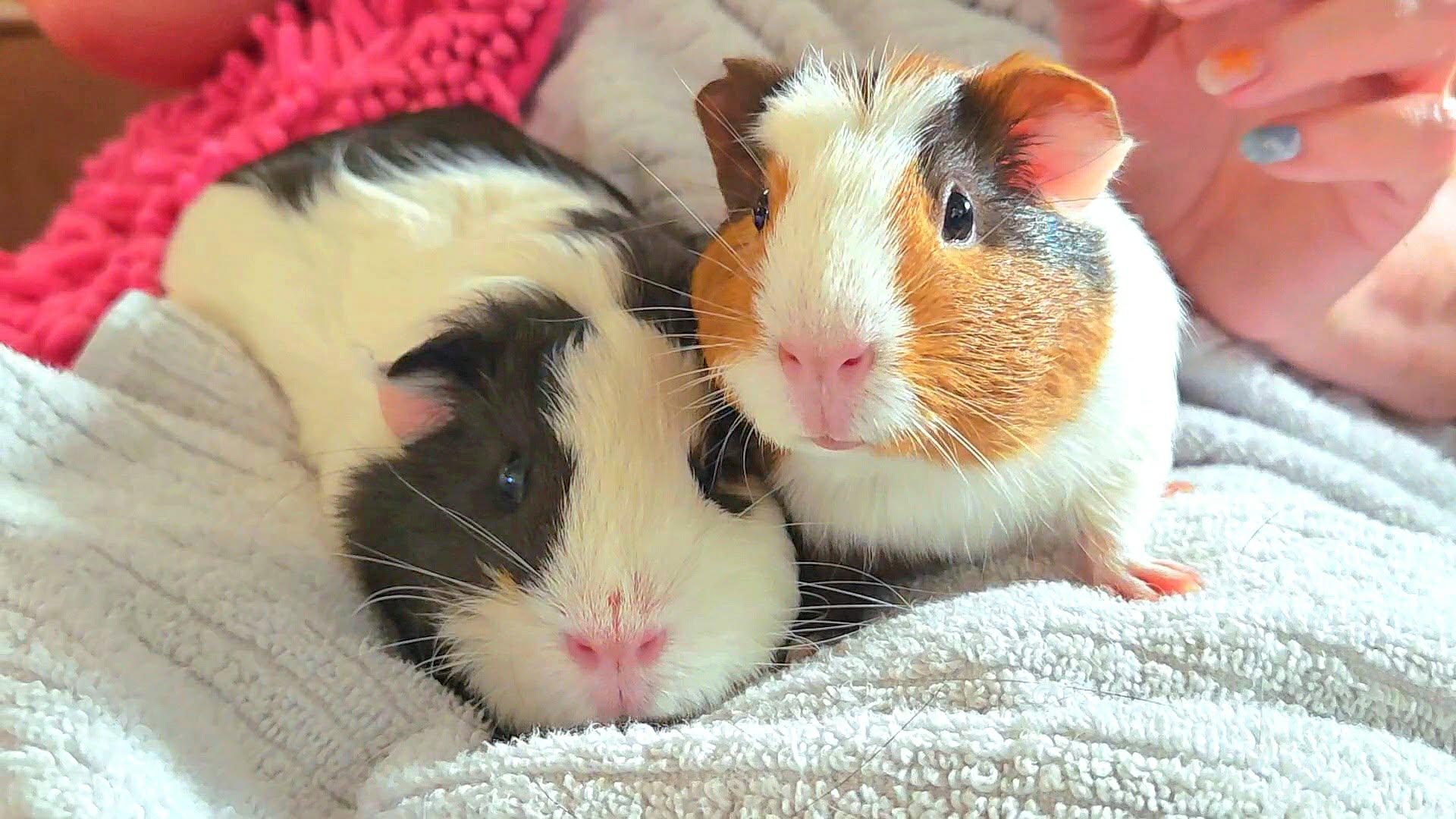 Enlarge Mindy & Tuti, a Adopted Guinea Pig in Seal beach, CA image 1/3