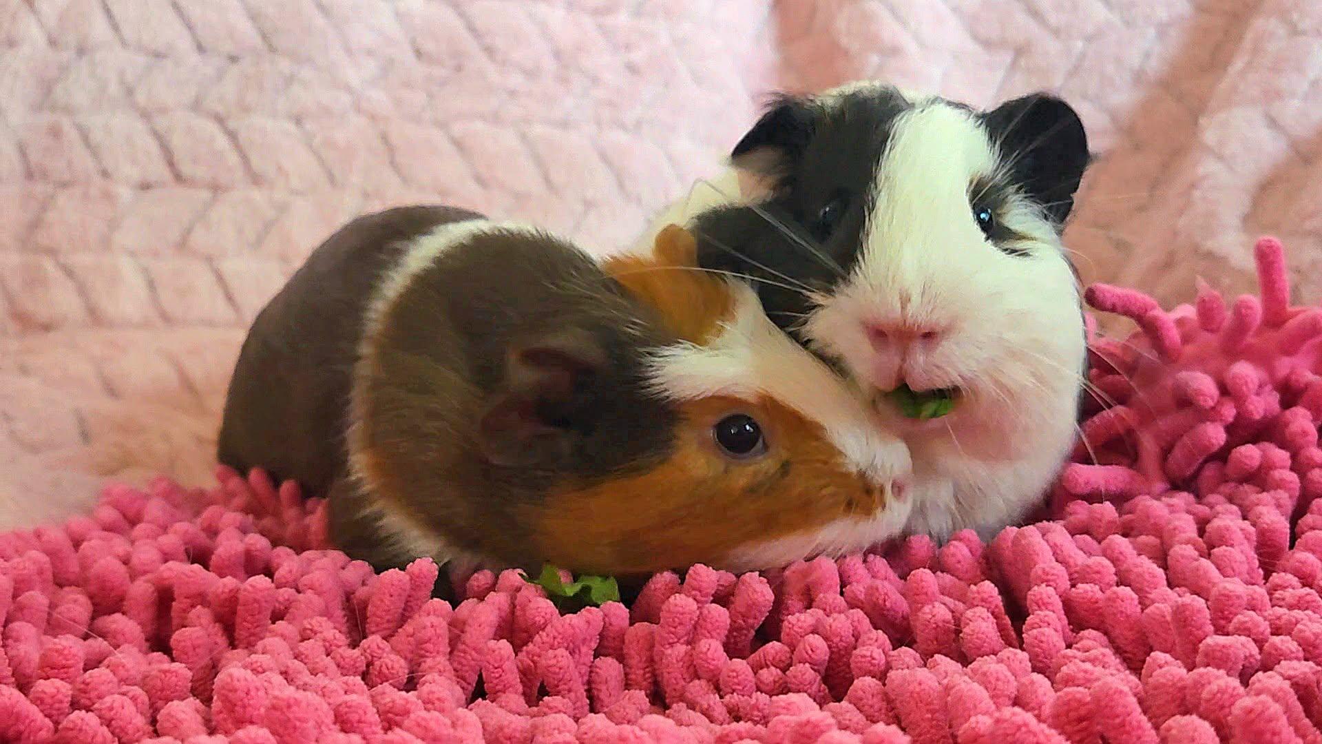 Enlarge Mindy & Tuti, a Adopted Guinea Pig in Seal beach, CA image 3/3