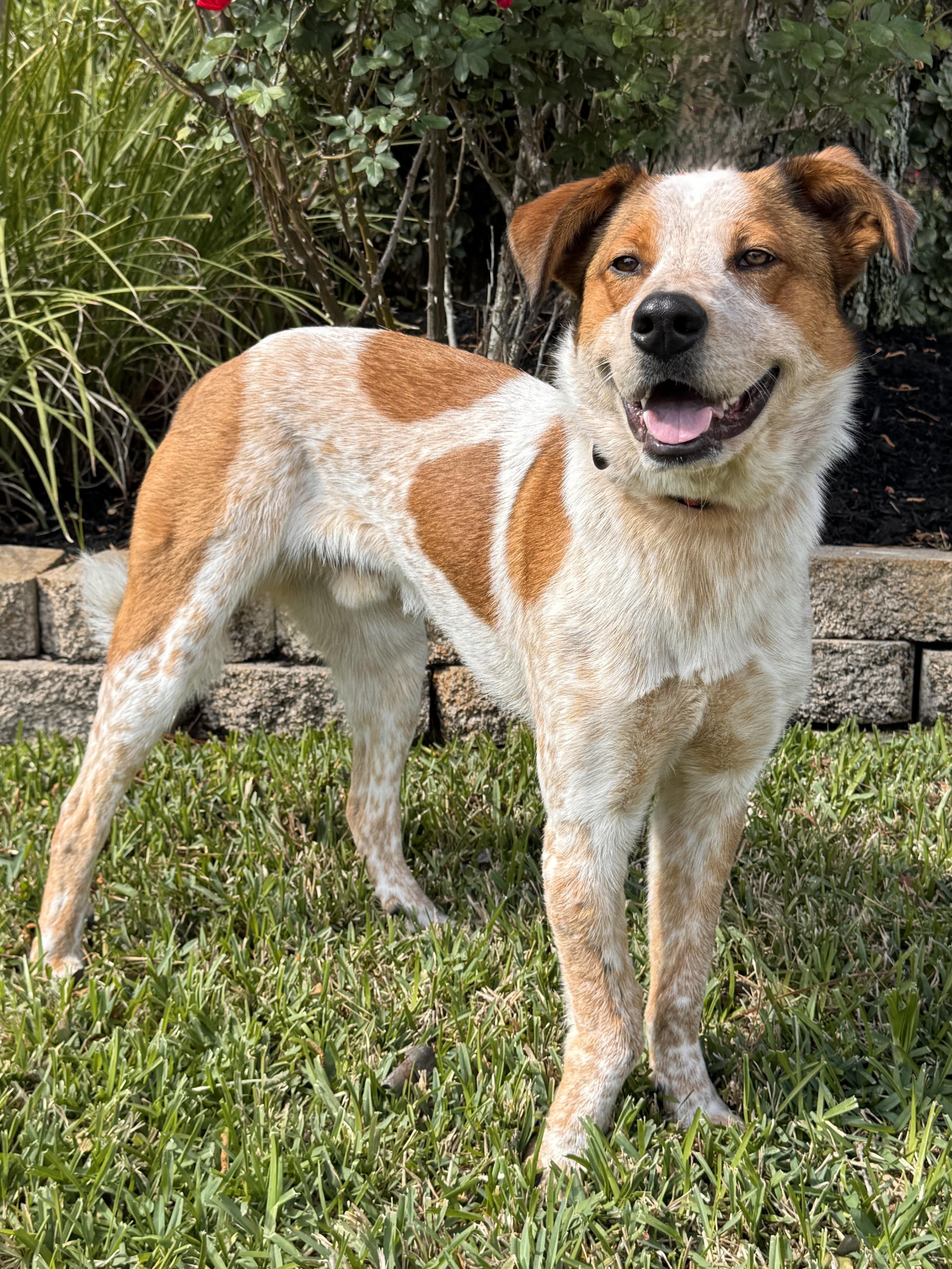 Enlarge Duggee, a ADOPTABLE mixed breed in Houston, TX image 2/6