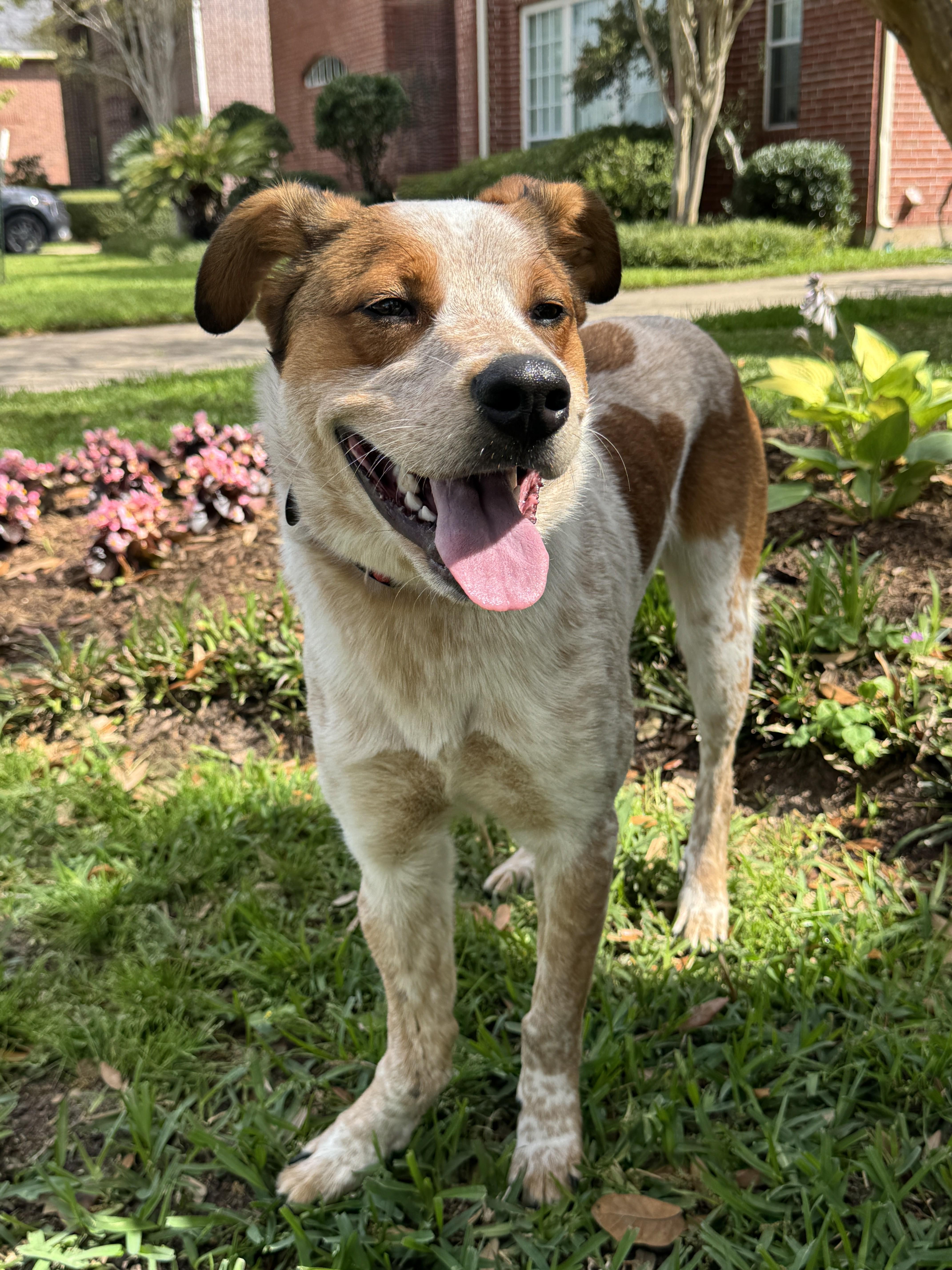 Enlarge Duggee, a ADOPTABLE mixed breed in Houston, TX image 4/6