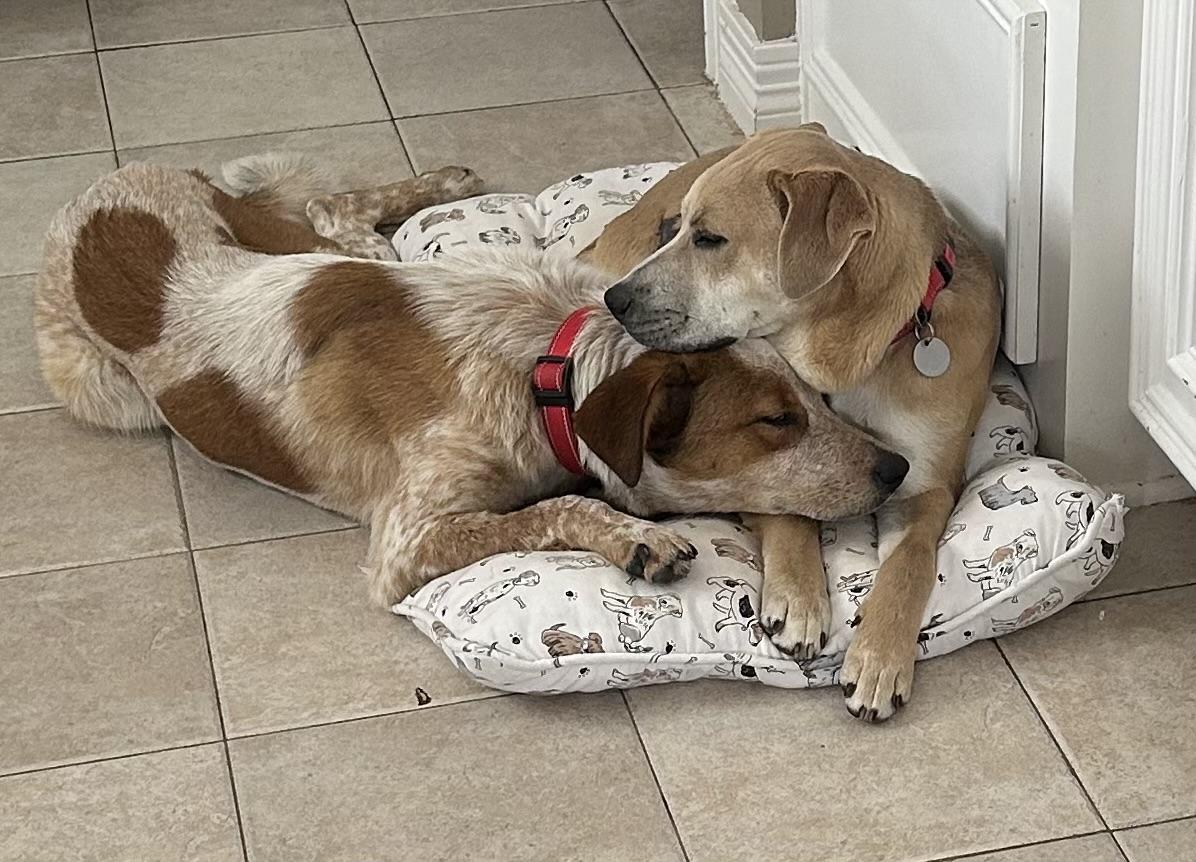 Enlarge Duggee, a ADOPTABLE mixed breed in Houston, TX image 5/6