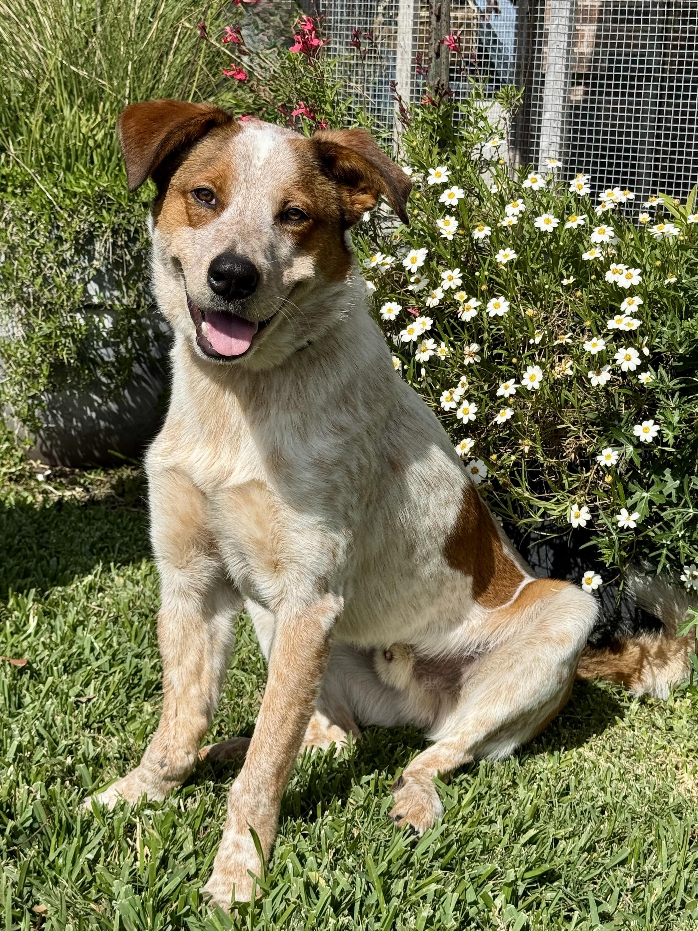 Enlarge Duggee, a ADOPTABLE mixed breed in Houston, TX image 1/6