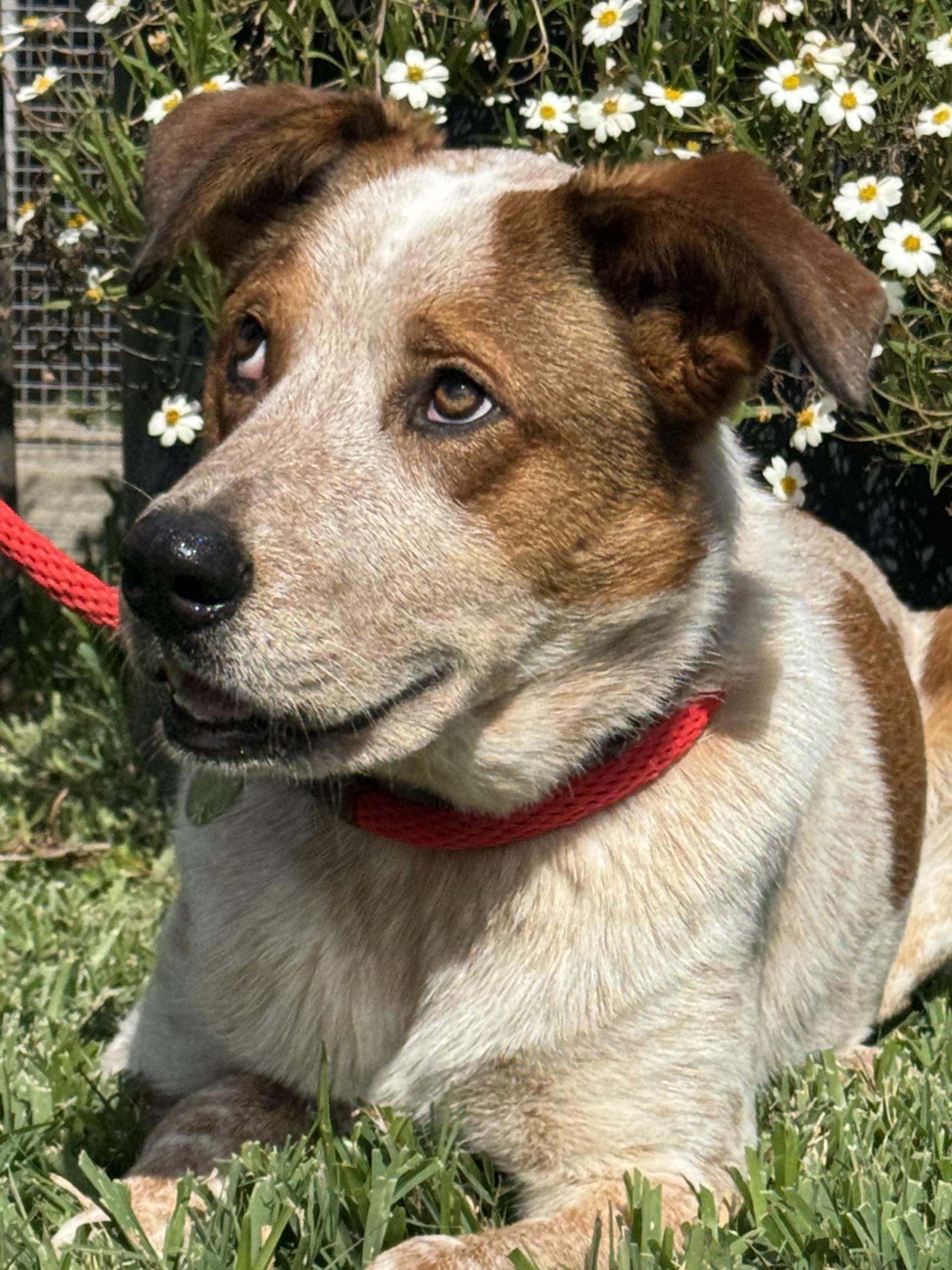 Enlarge Duggee, a ADOPTABLE mixed breed in Houston, TX image 3/6