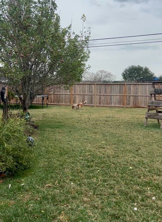 Enlarge Duggee, a ADOPTABLE mixed breed in Houston, TX video 6/6