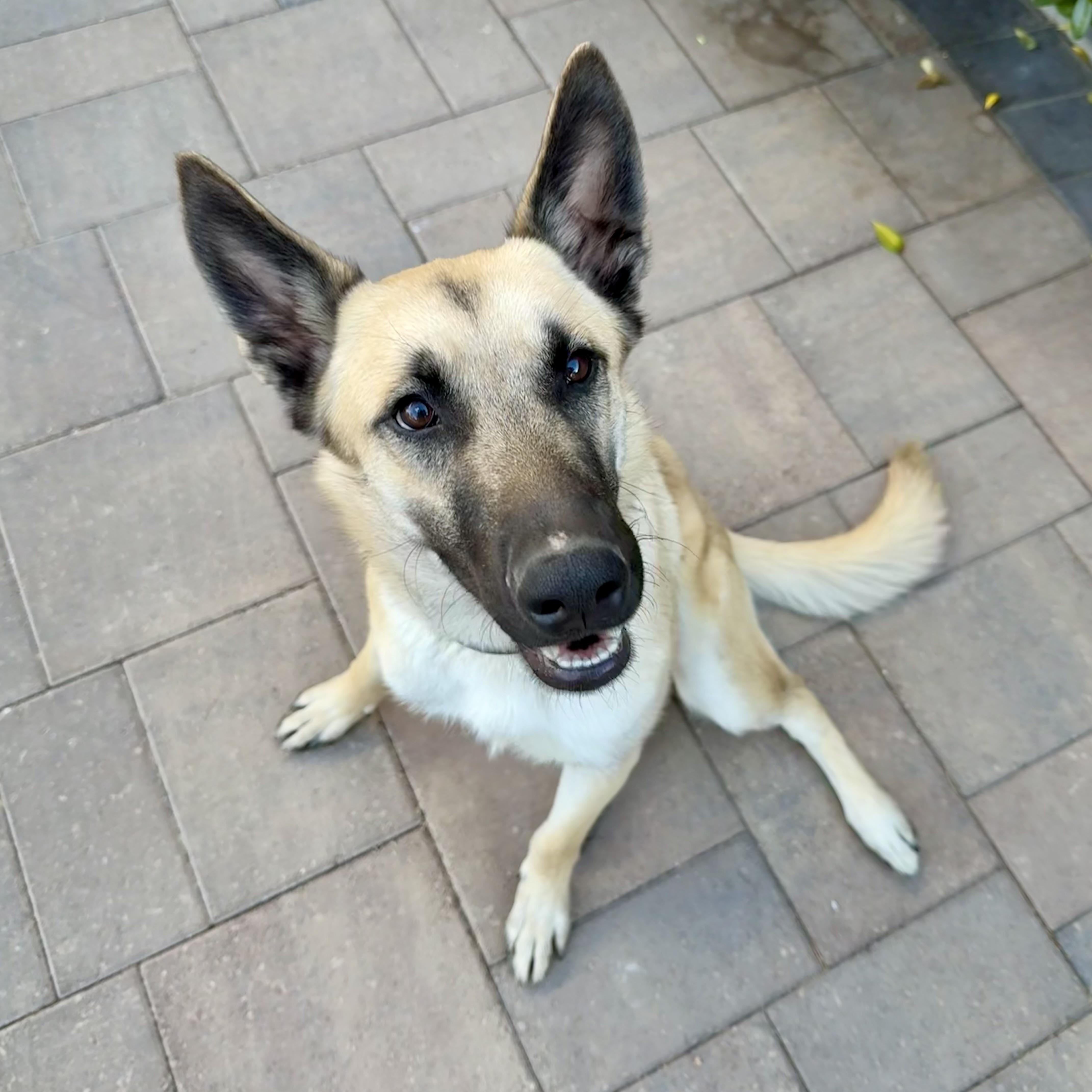 Enlarge Atlas, a ADOPTABLE mixed breed in Las Vegas, NV image 5/5