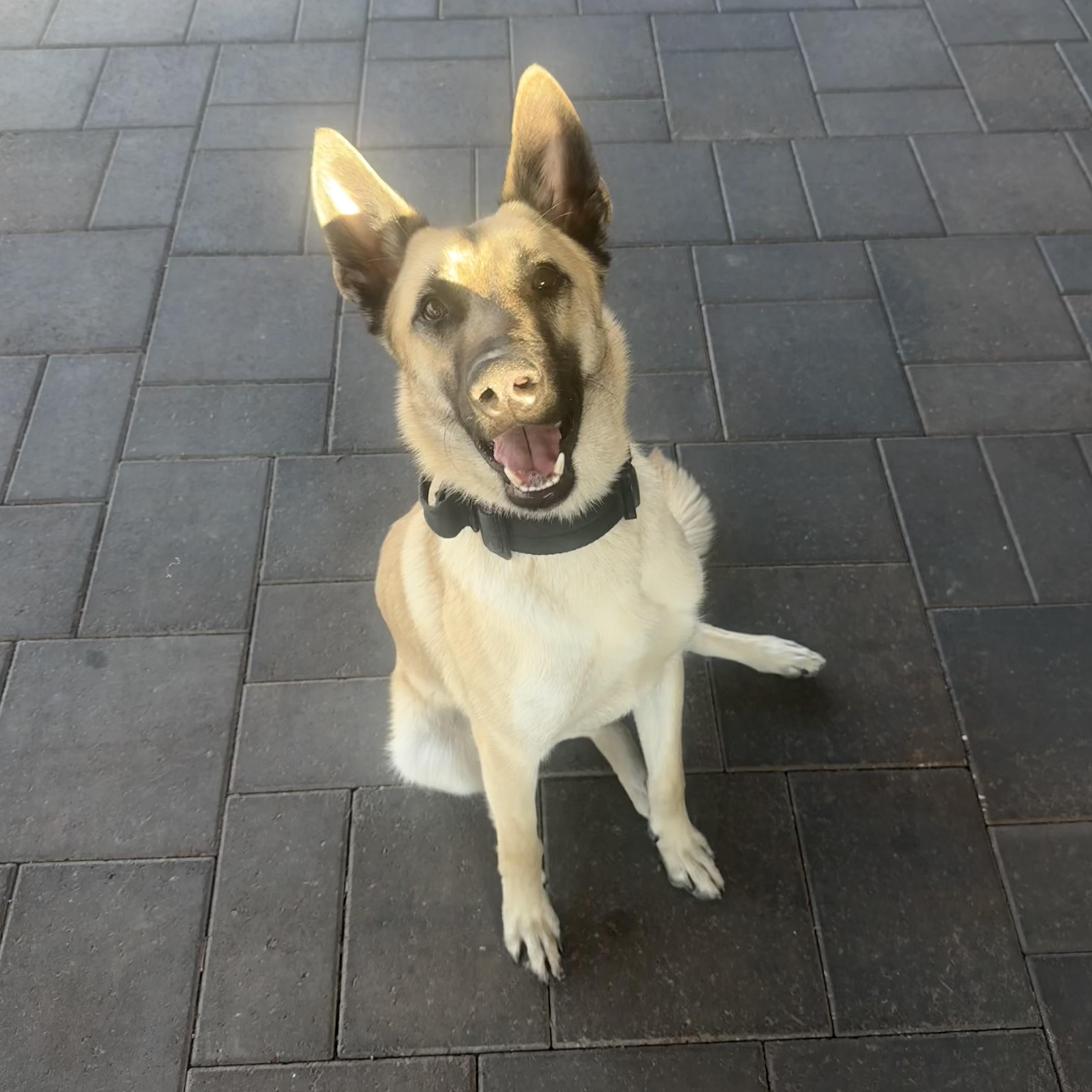 Enlarge Atlas, a ADOPTABLE mixed breed in Las Vegas, NV image 3/5