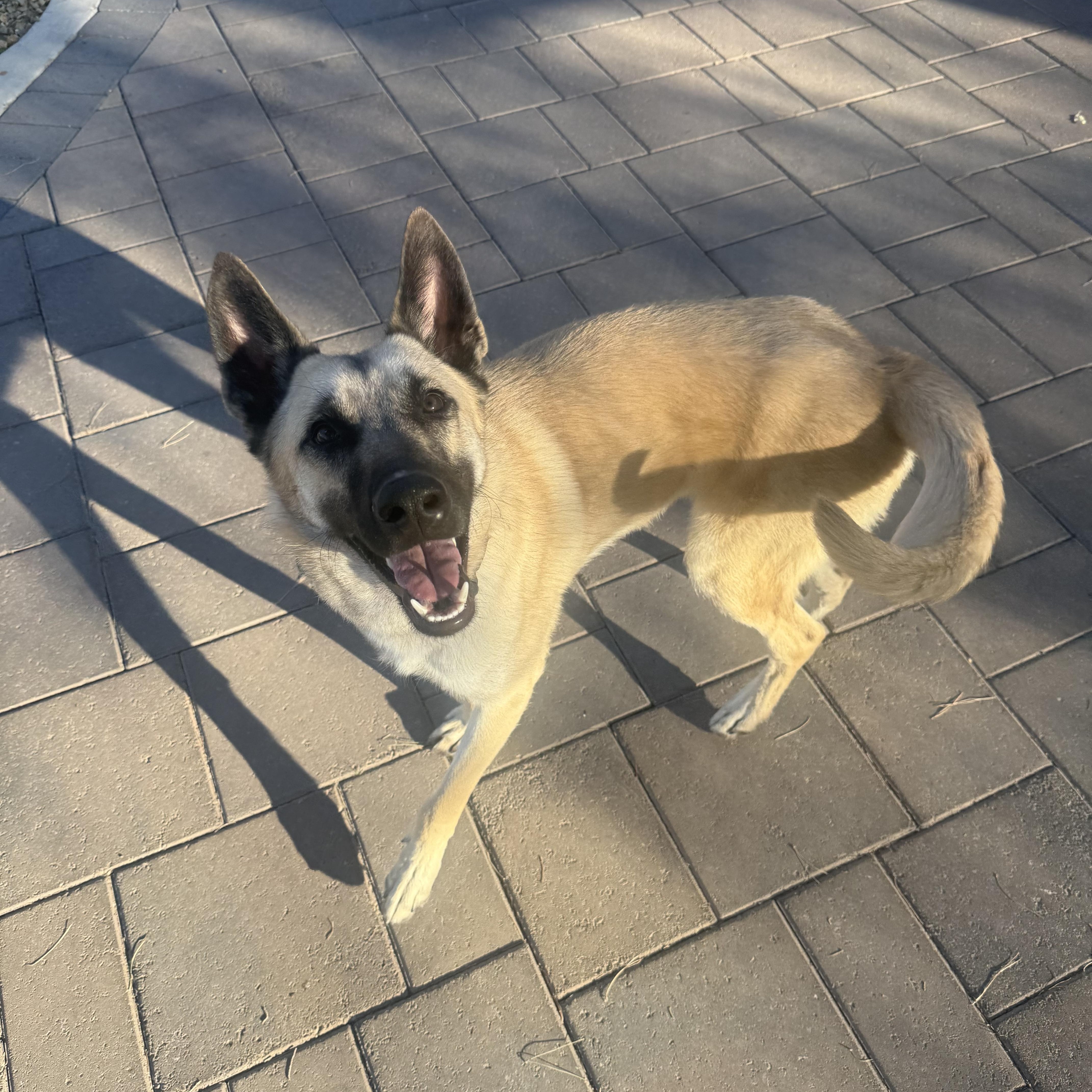 Enlarge Atlas, a ADOPTABLE mixed breed in Las Vegas, NV image 1/5