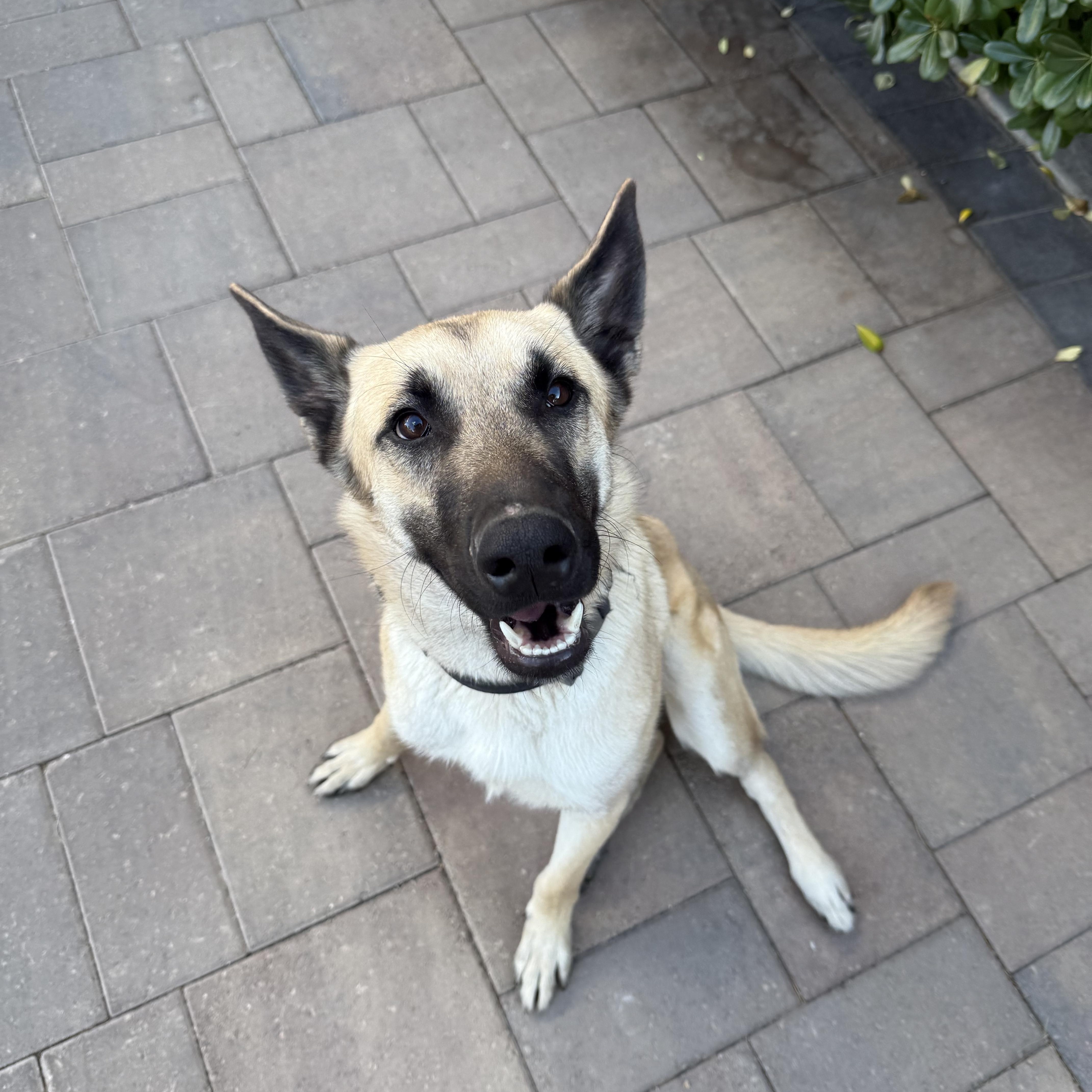 Enlarge Atlas, a ADOPTABLE mixed breed in Las Vegas, NV image 2/5