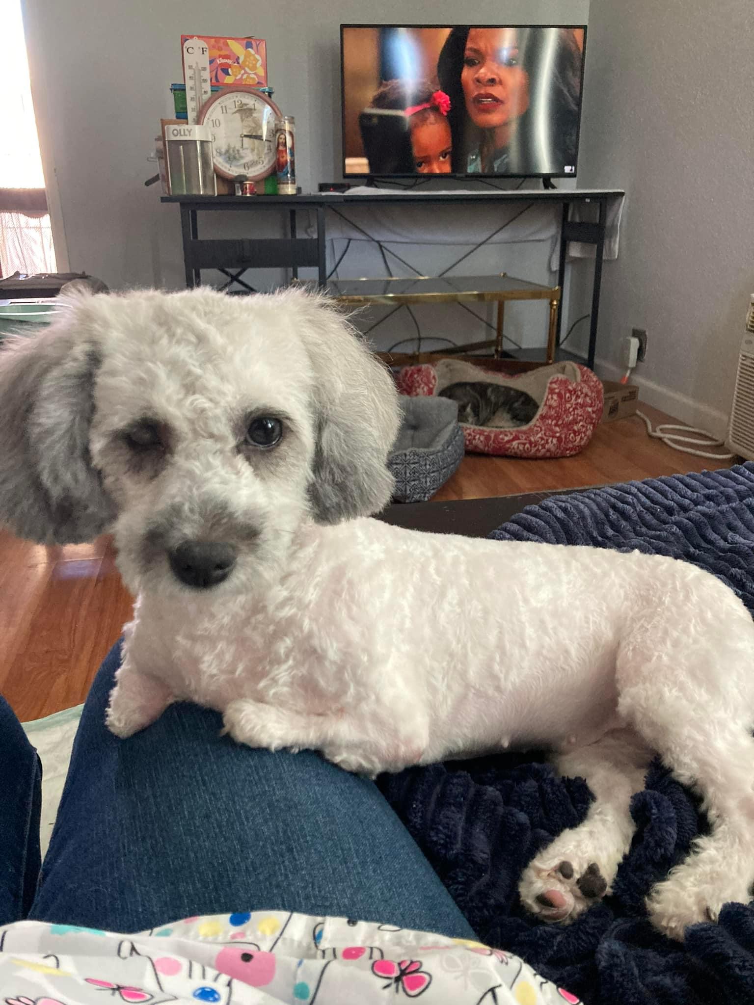 Tookie, Adoptable, Adult Female Poodle & Maltese.