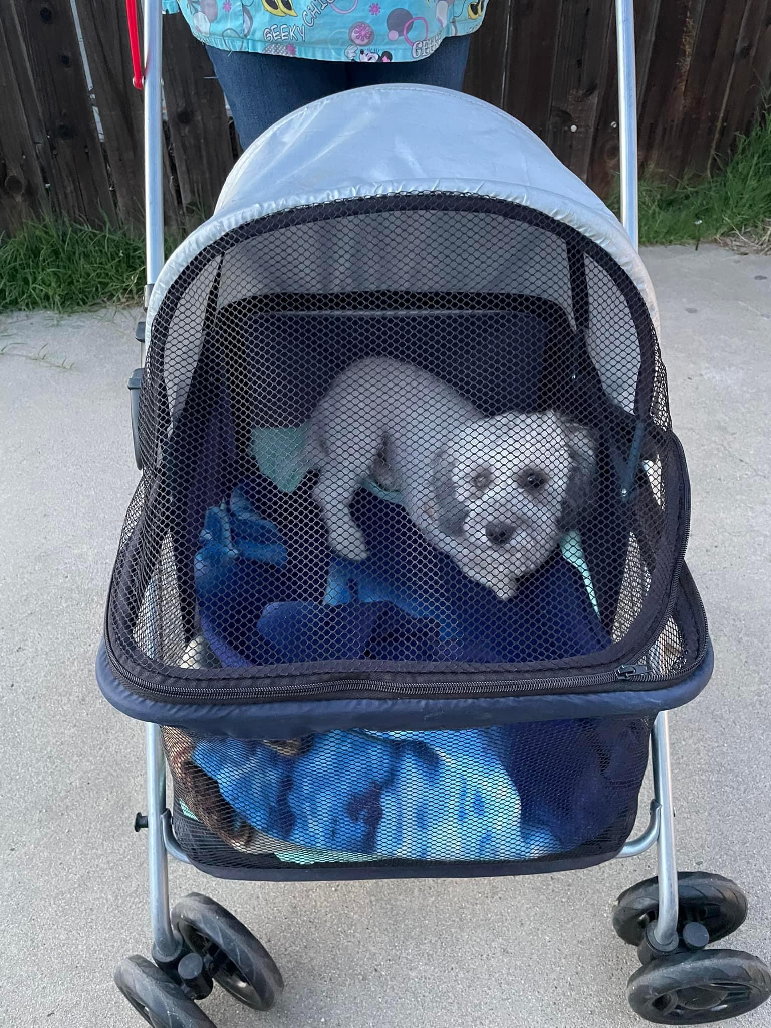 Enlarge Tookie, a Adoptable mixed breed in Fresno, CA image 2/2