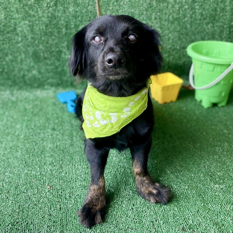 Enlarge Spirit, a Adopted mixed breed in Punta Santiago, PR image 2/5