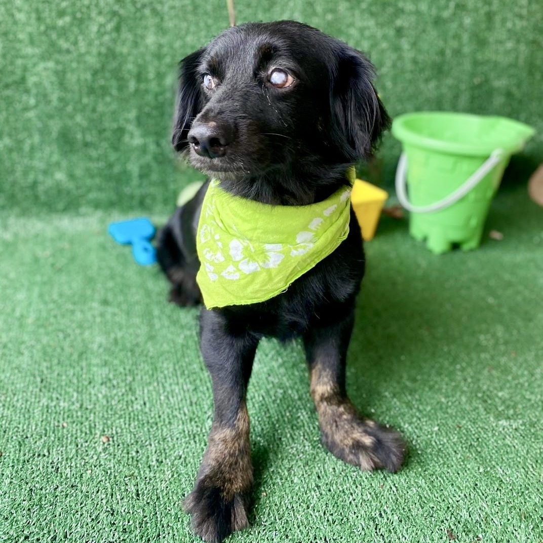 Enlarge Spirit, a Adopted mixed breed in Punta Santiago, PR image 5/5