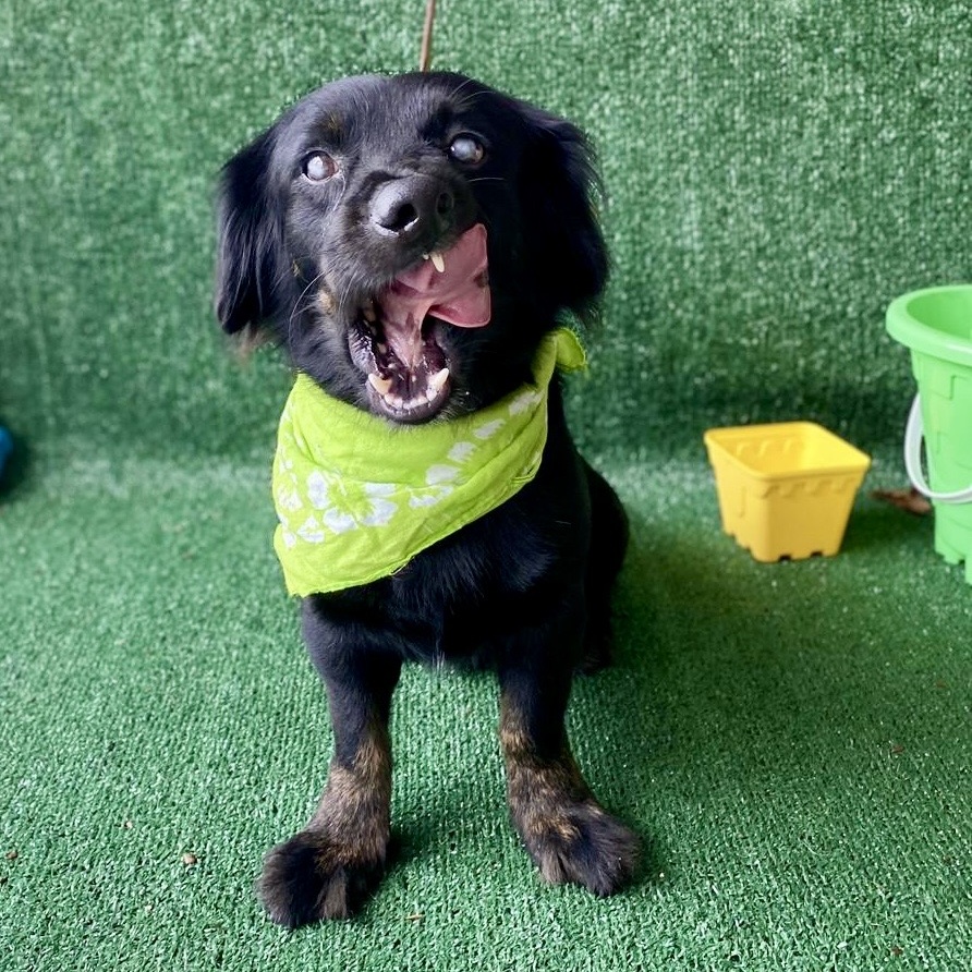 Enlarge Spirit, a Adopted mixed breed in Punta Santiago, PR image 3/5