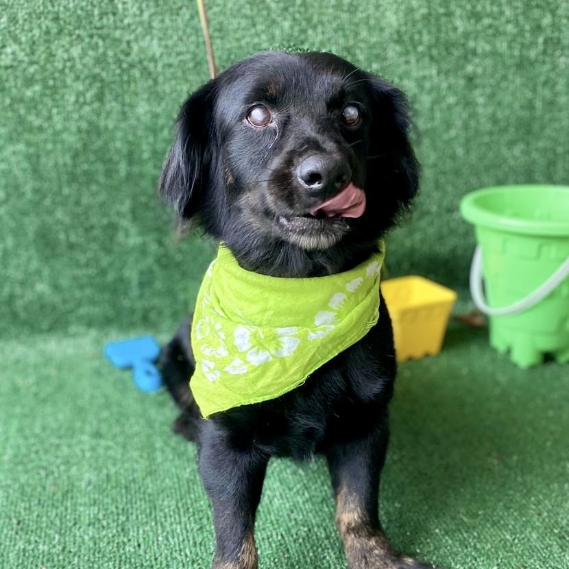 Spirit, Adopted, Adult Male Cocker Spaniel & Flat-Coated Retriever.