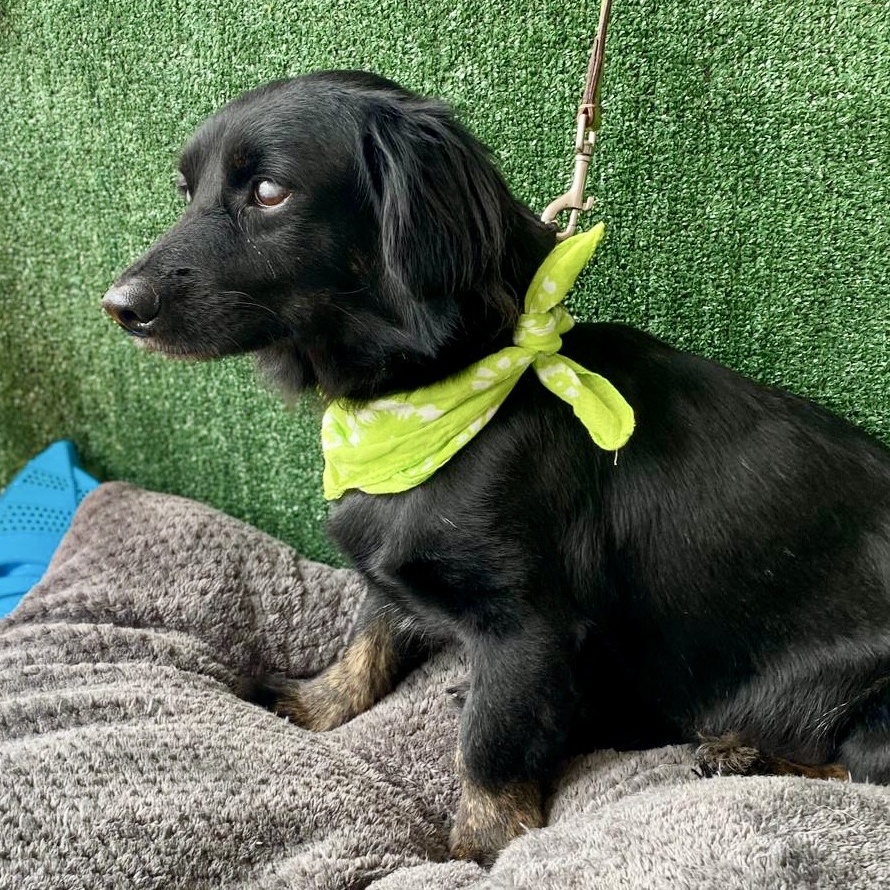 Enlarge Spirit, a Adopted mixed breed in Punta Santiago, PR image 4/5