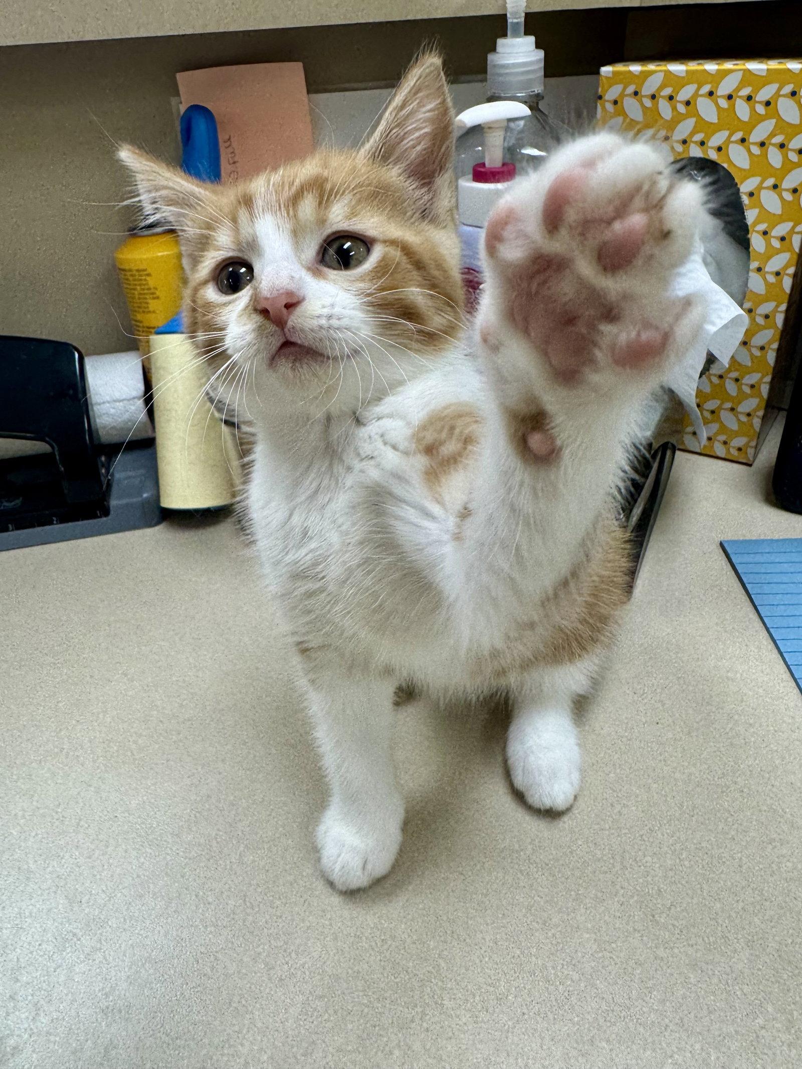 Enlarge Waldo, a Adoptable Domestic Medium Hair in Mattoon, IL image 1/3