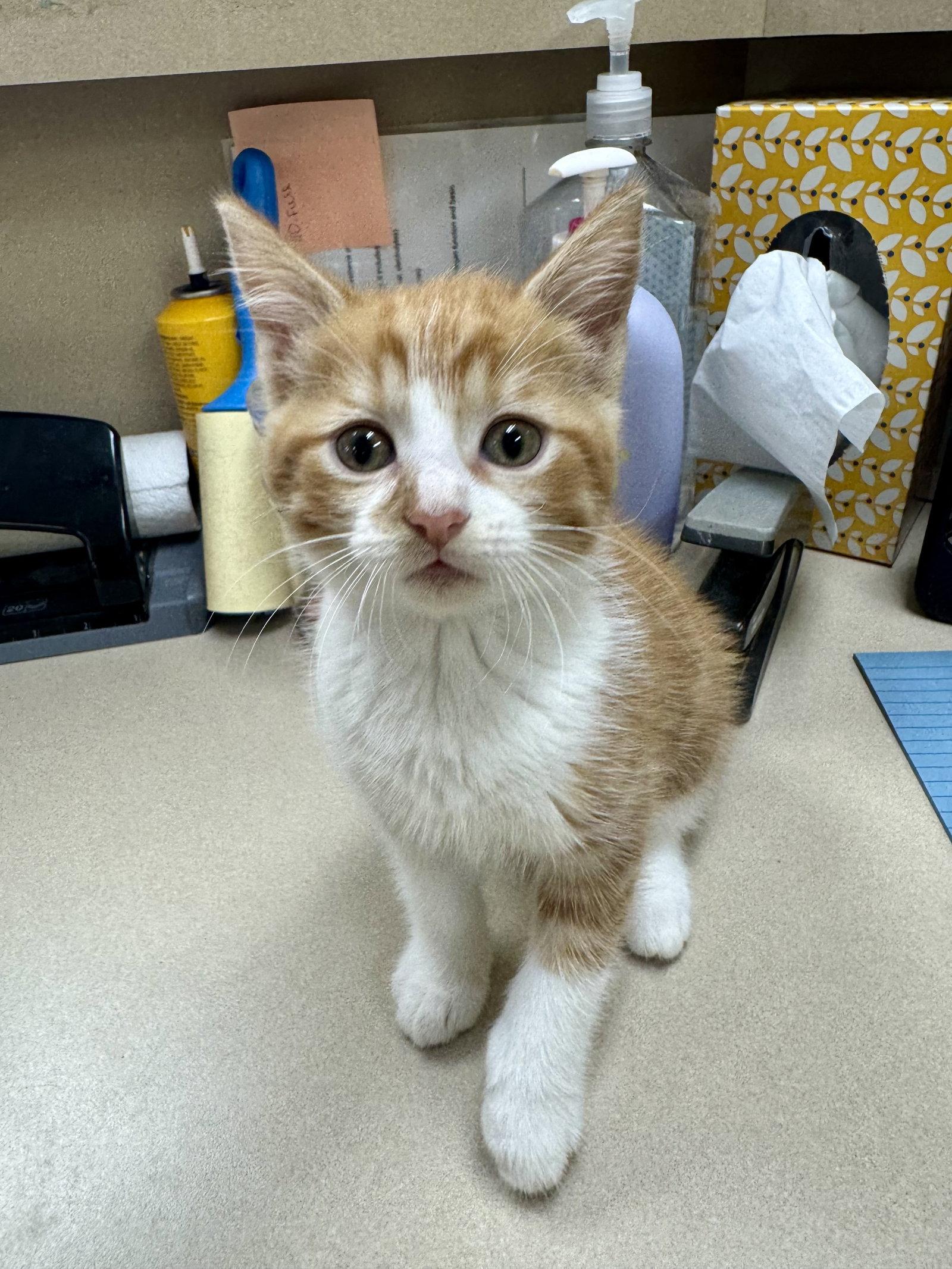 Enlarge Waldo, a Adoptable Domestic Medium Hair in Mattoon, IL image 2/3