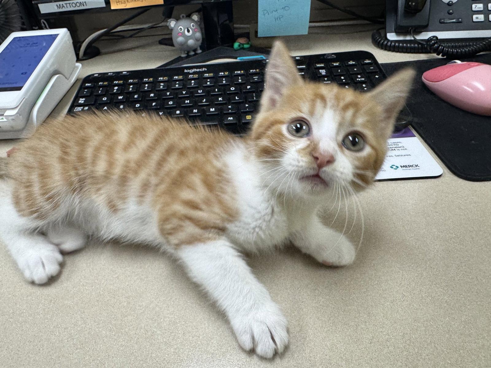 Enlarge Waldo, a Adoptable Domestic Medium Hair in Mattoon, IL image 3/3