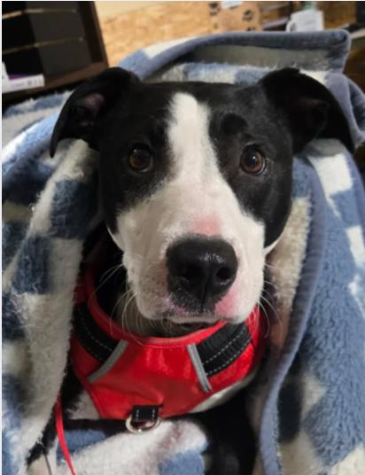 Courage, ADOPTABLE, Adult Male Pit Bull Terrier.