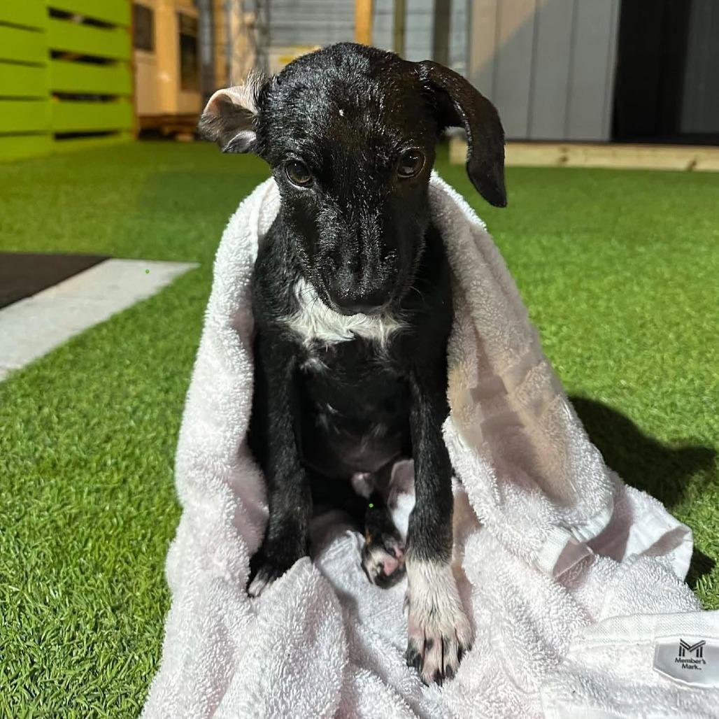 Oz, Adoptable, Puppy Male Labrador Retriever & Mixed Breed.