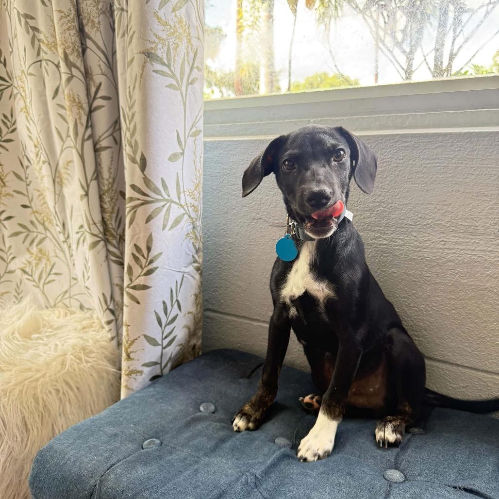Enlarge Oz, a Adoptable mixed breed in Tampa, FL image 2/5