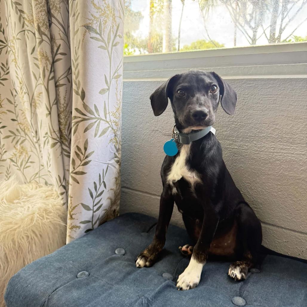 Enlarge Oz, a Adoptable mixed breed in Tampa, FL image 3/5