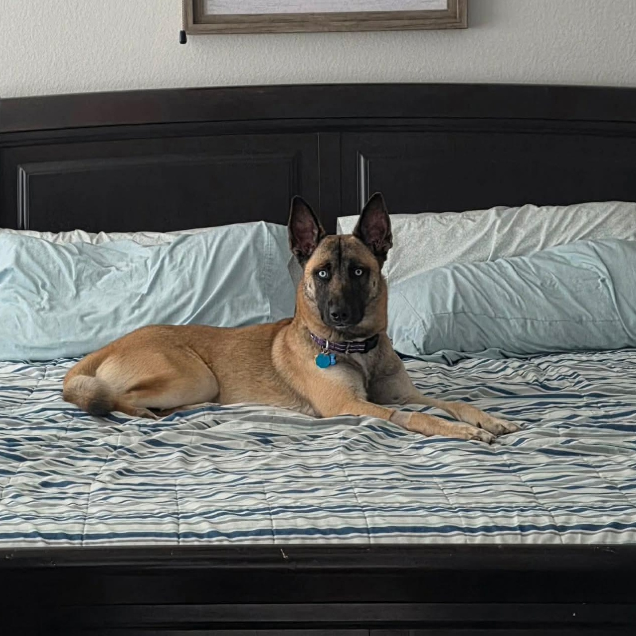 Enlarge DUKE, a ADOPTABLE mixed breed in Lockhart, TX image 5/6