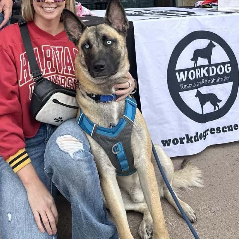 Enlarge DUKE, a ADOPTABLE mixed breed in Lockhart, TX image 2/6