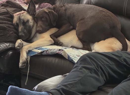 Enlarge DUKE, a ADOPTABLE mixed breed in Lockhart, TX image 6/6