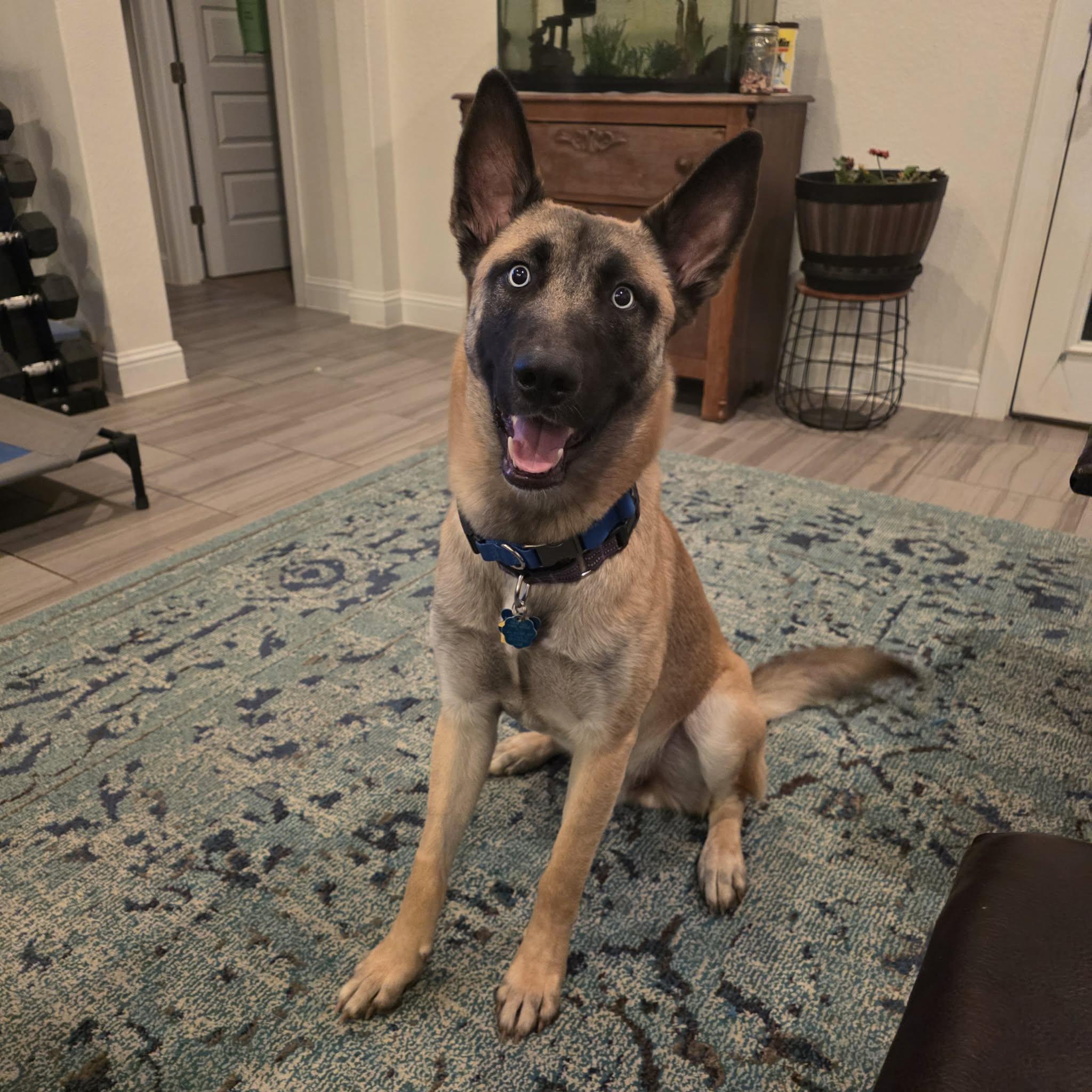 Enlarge DUKE, a ADOPTABLE mixed breed in Lockhart, TX image 3/6