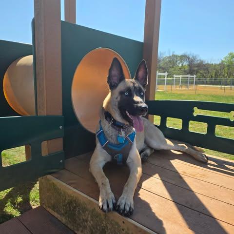 Enlarge DUKE, a ADOPTABLE mixed breed in Lockhart, TX image 1/6