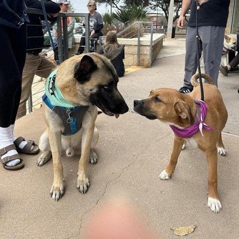 Enlarge DUKE, a ADOPTABLE mixed breed in Lockhart, TX image 4/6
