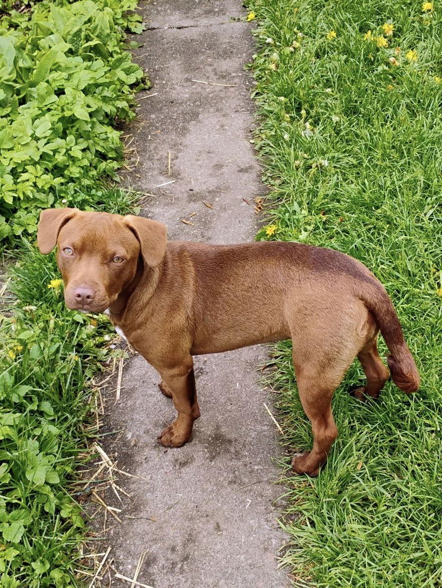 KitKat, Adopted, Young Female Pit Bull Terrier & Chihuahua.