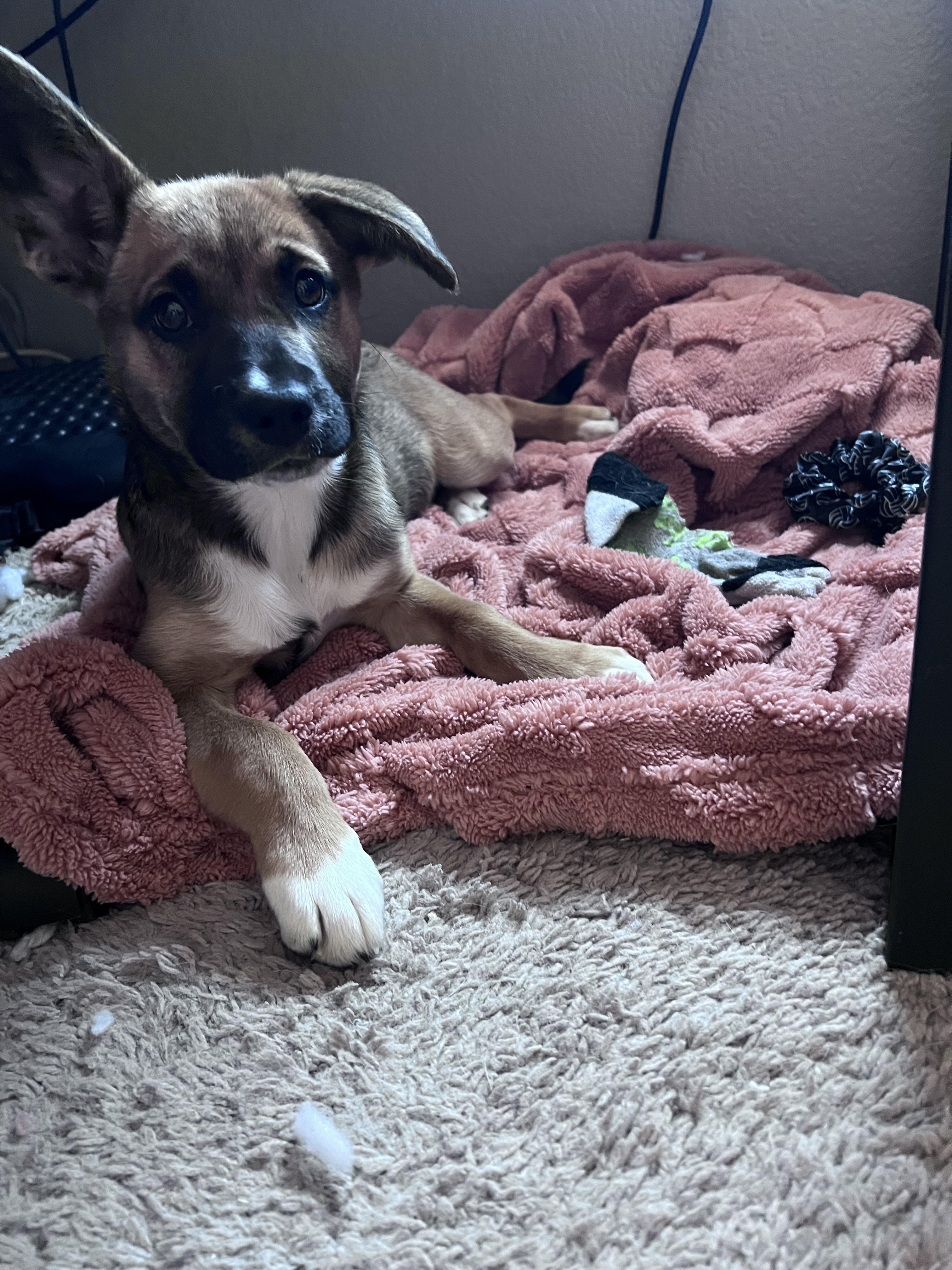 Flora, Adopted, Young Female Australian Cattle Dog / Blue Heeler & German Shepherd Dog.