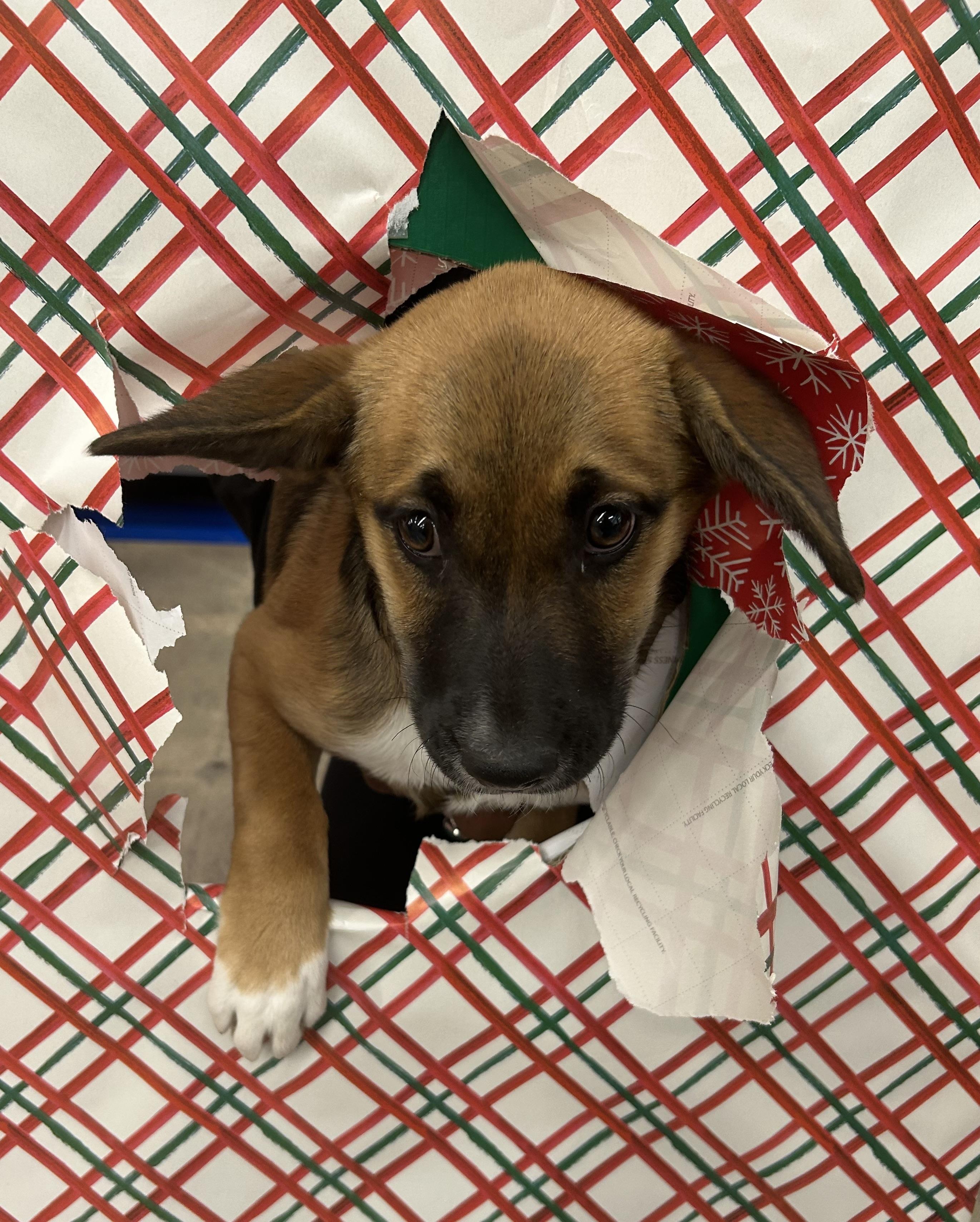 Enlarge Flora, a Adopted mixed breed in Phoenix, AZ image 2/4