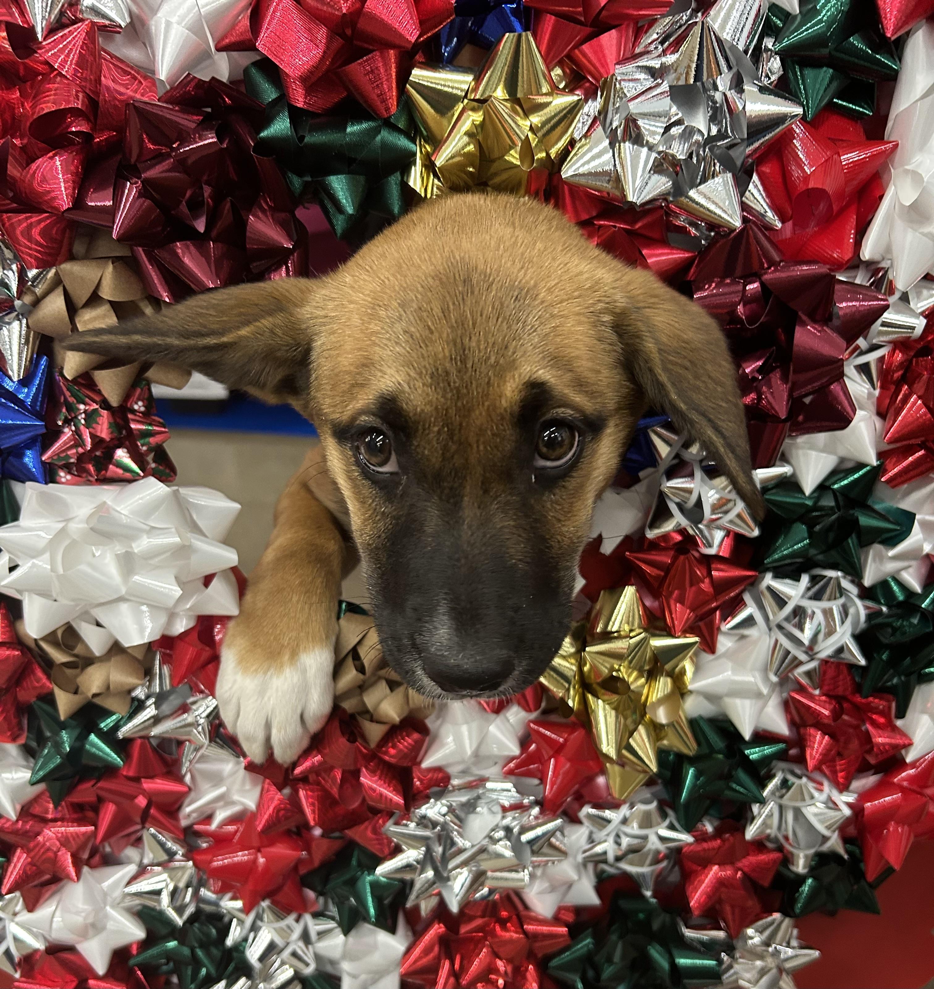 Enlarge Flora, a Adopted mixed breed in Phoenix, AZ image 3/4