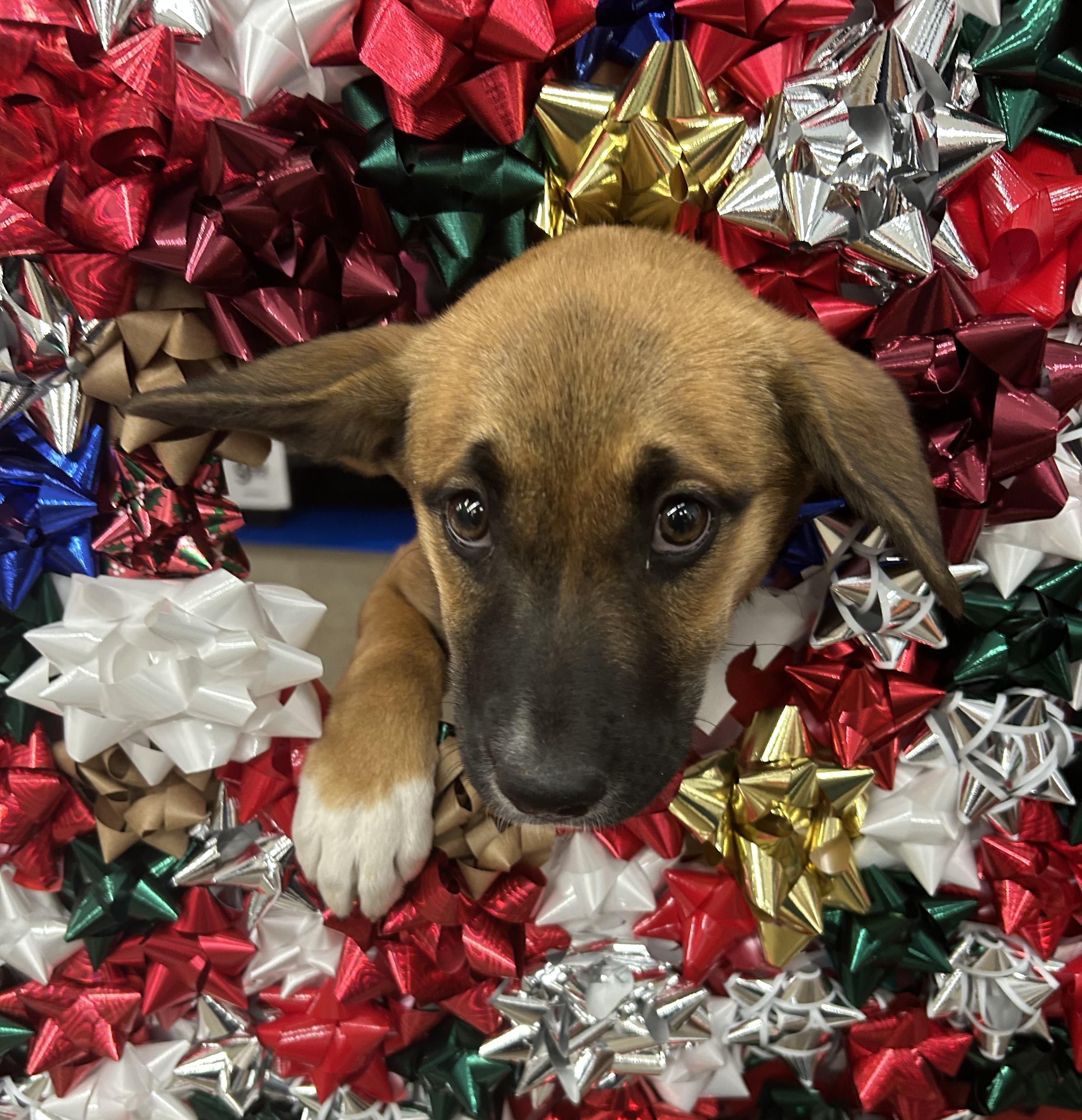 Enlarge Flora, a Adopted mixed breed in Phoenix, AZ image 4/4